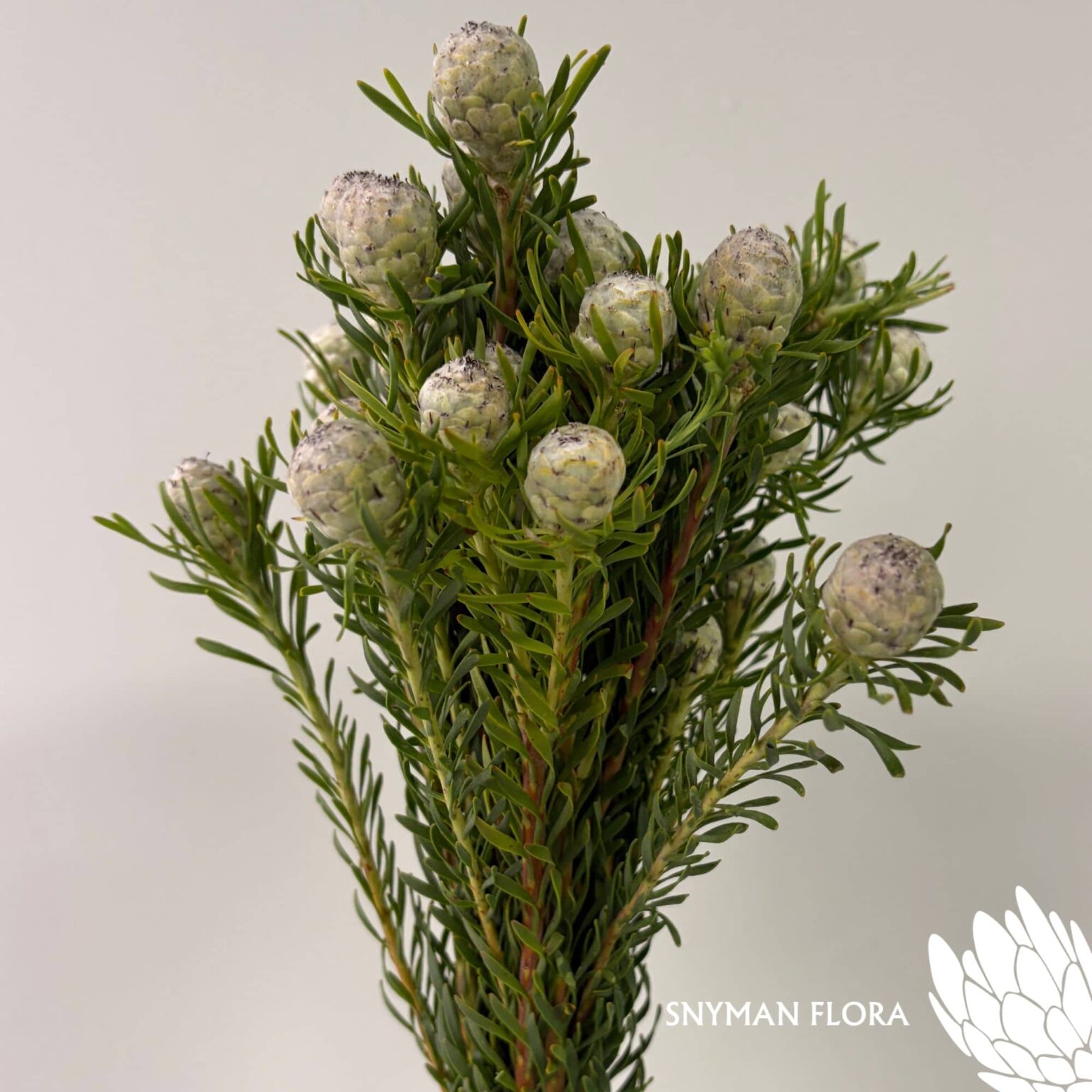 south-africa-protea-export-Leucadendron Ayoba Jade Pearl Spray