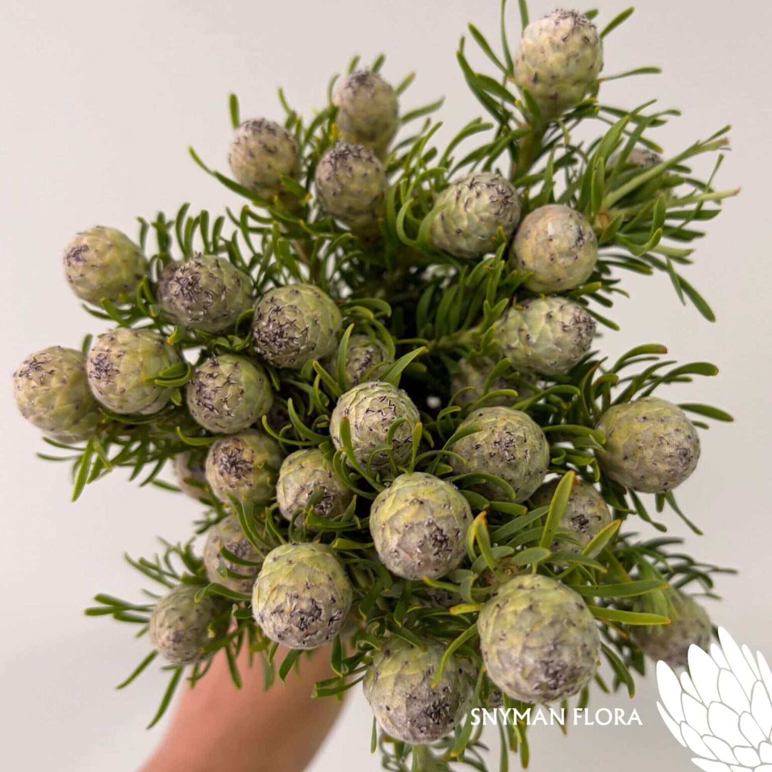 south-africa-protea-export-Leucadendron Ayoba Jade Pearl Spray.1