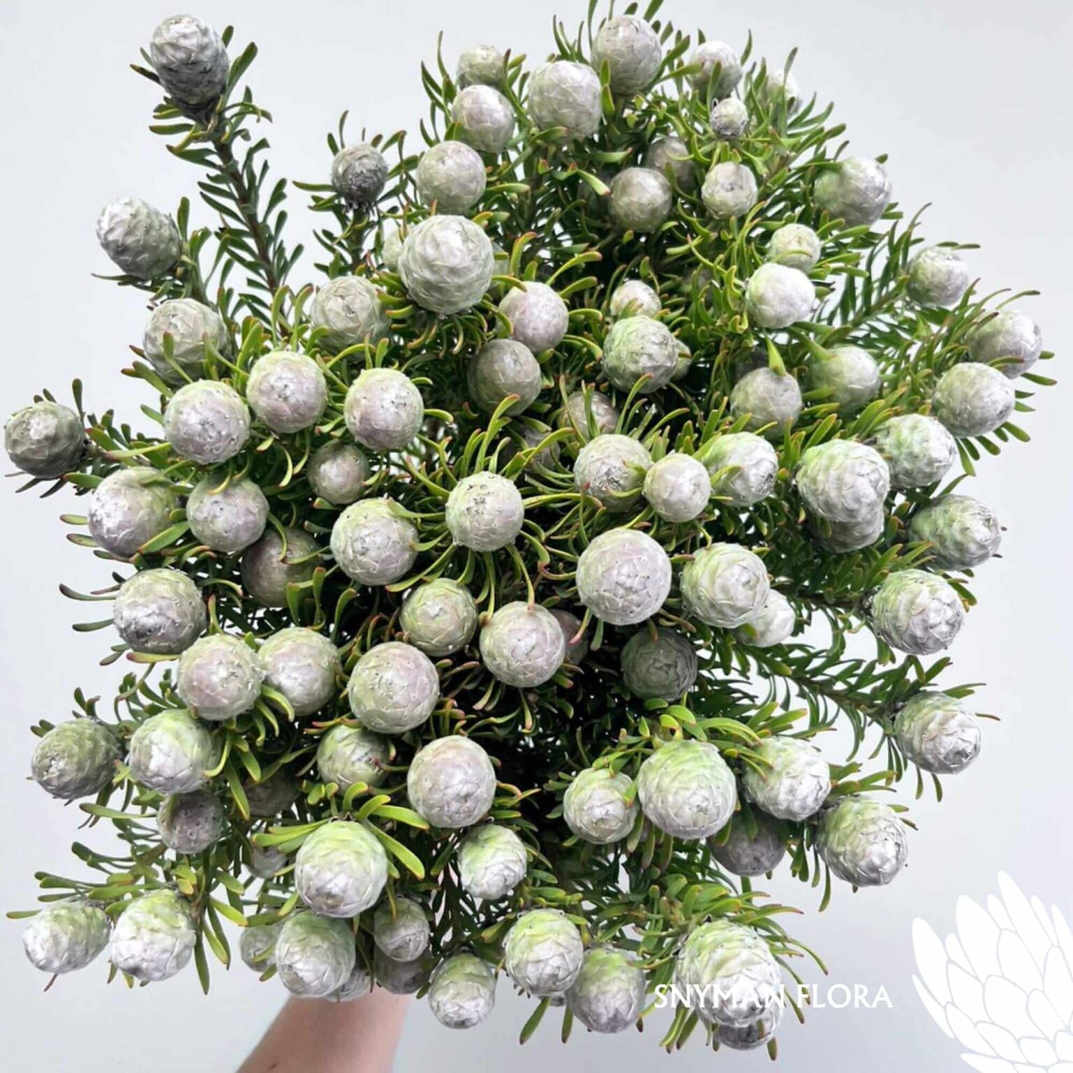 south-africa-protea-export-Leucadendron Ayoba Jade Pearl Spray.2