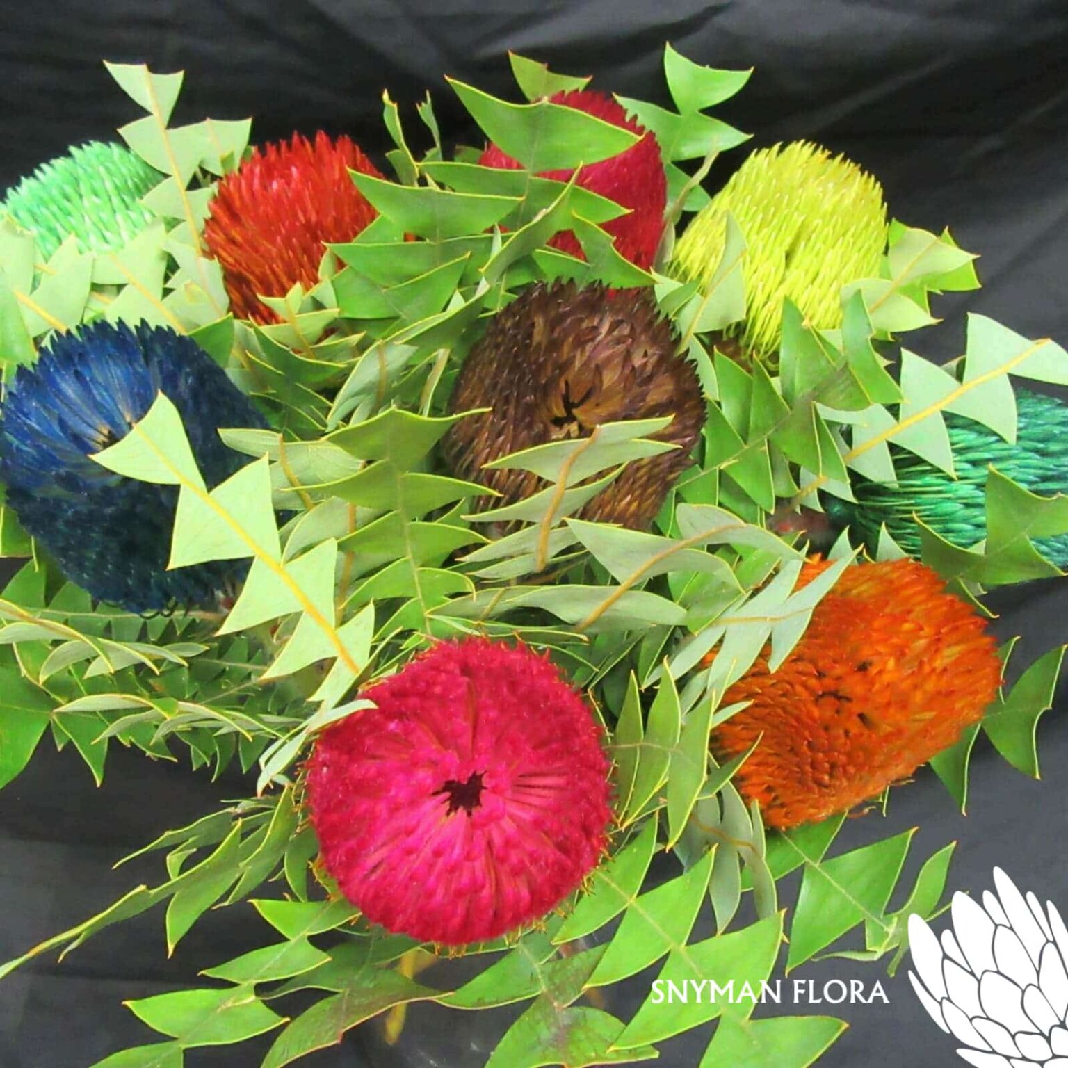 Banksia Baxterii Dyed