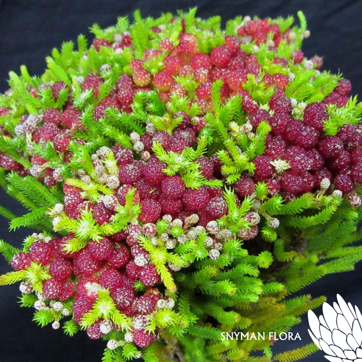 BruniaStrawberryBerzelia