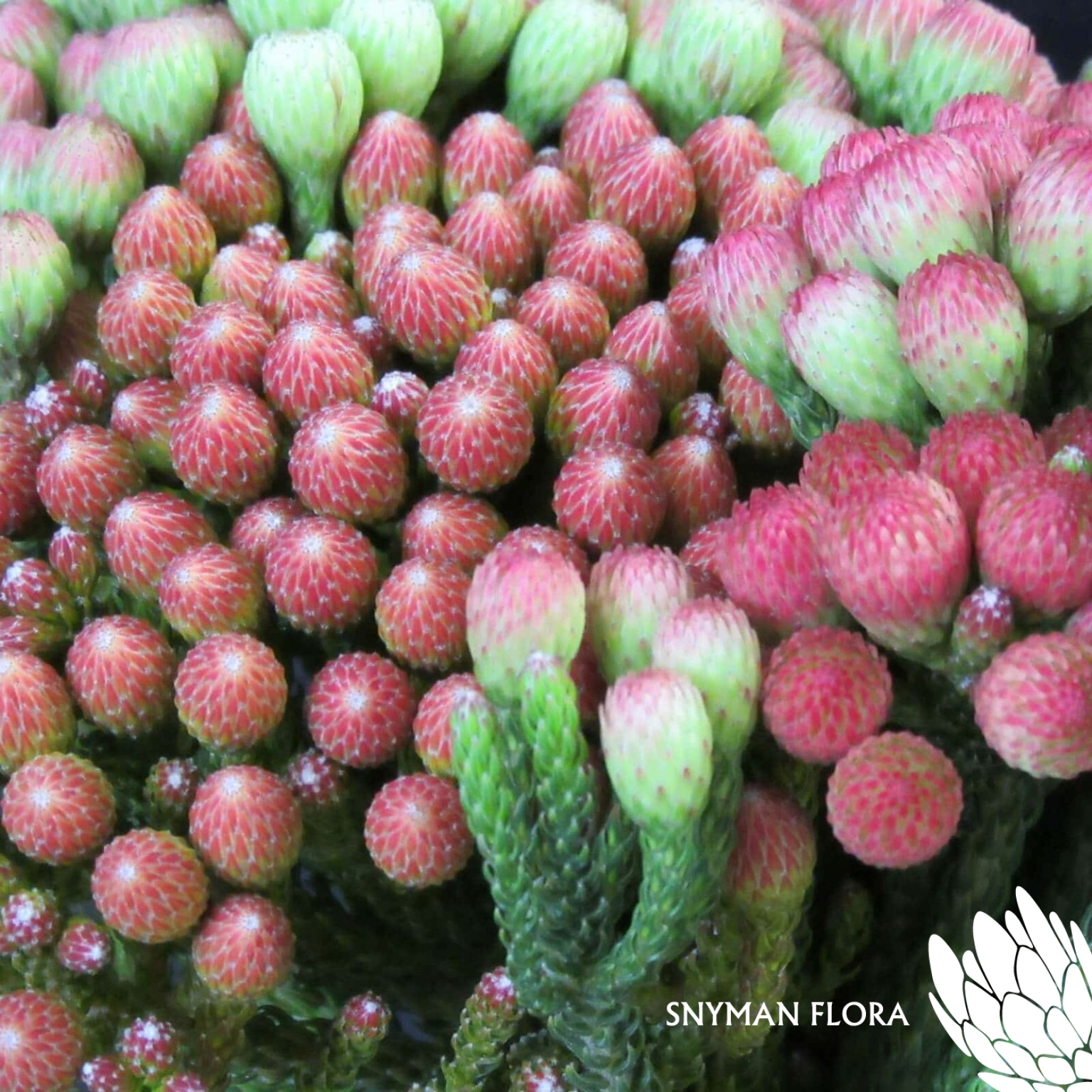 RedBrunia2