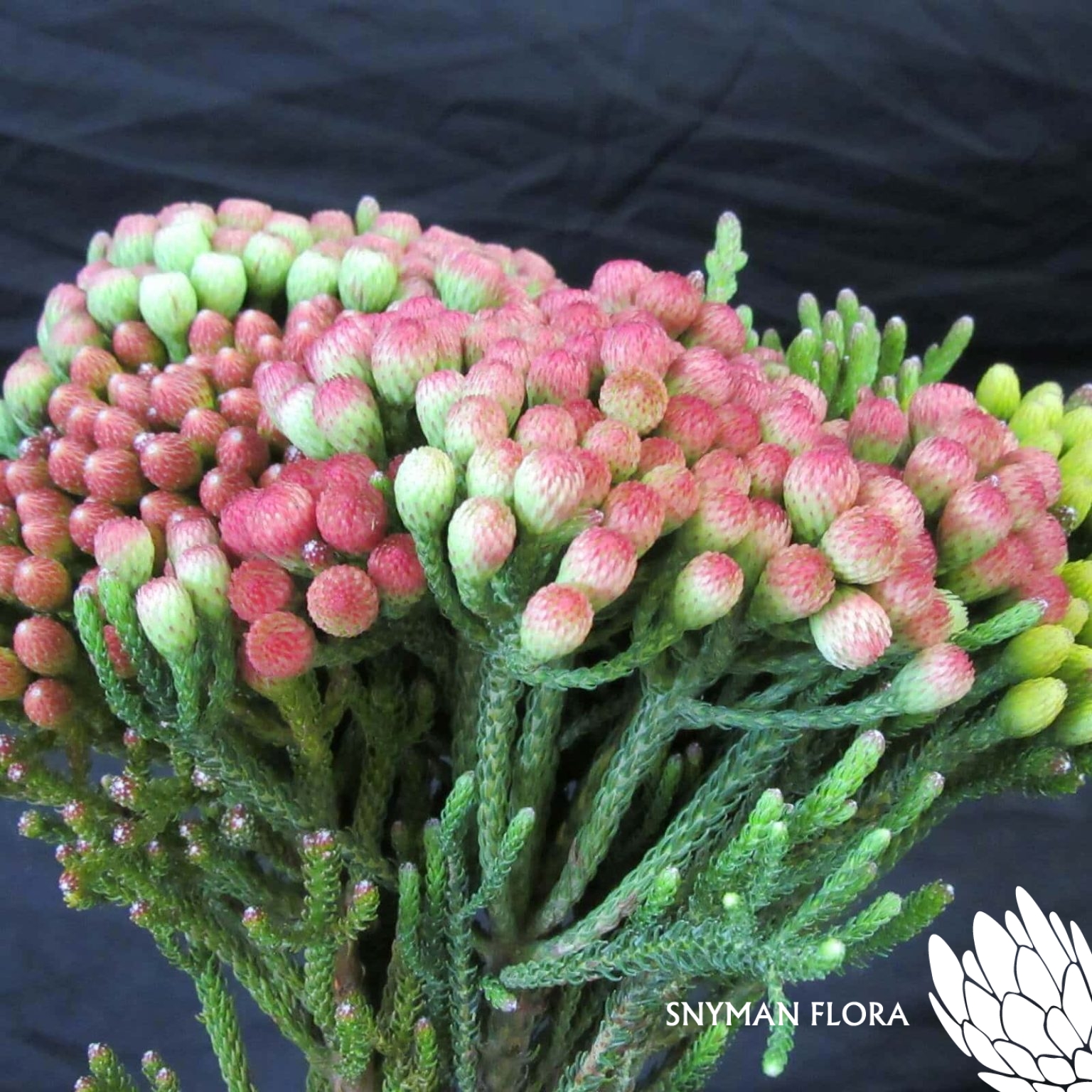 RedBrunia3