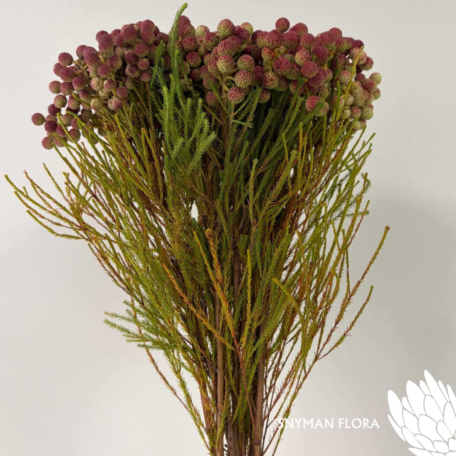 south-africa-protea-export-Berzelia Lanuginosa Peanut