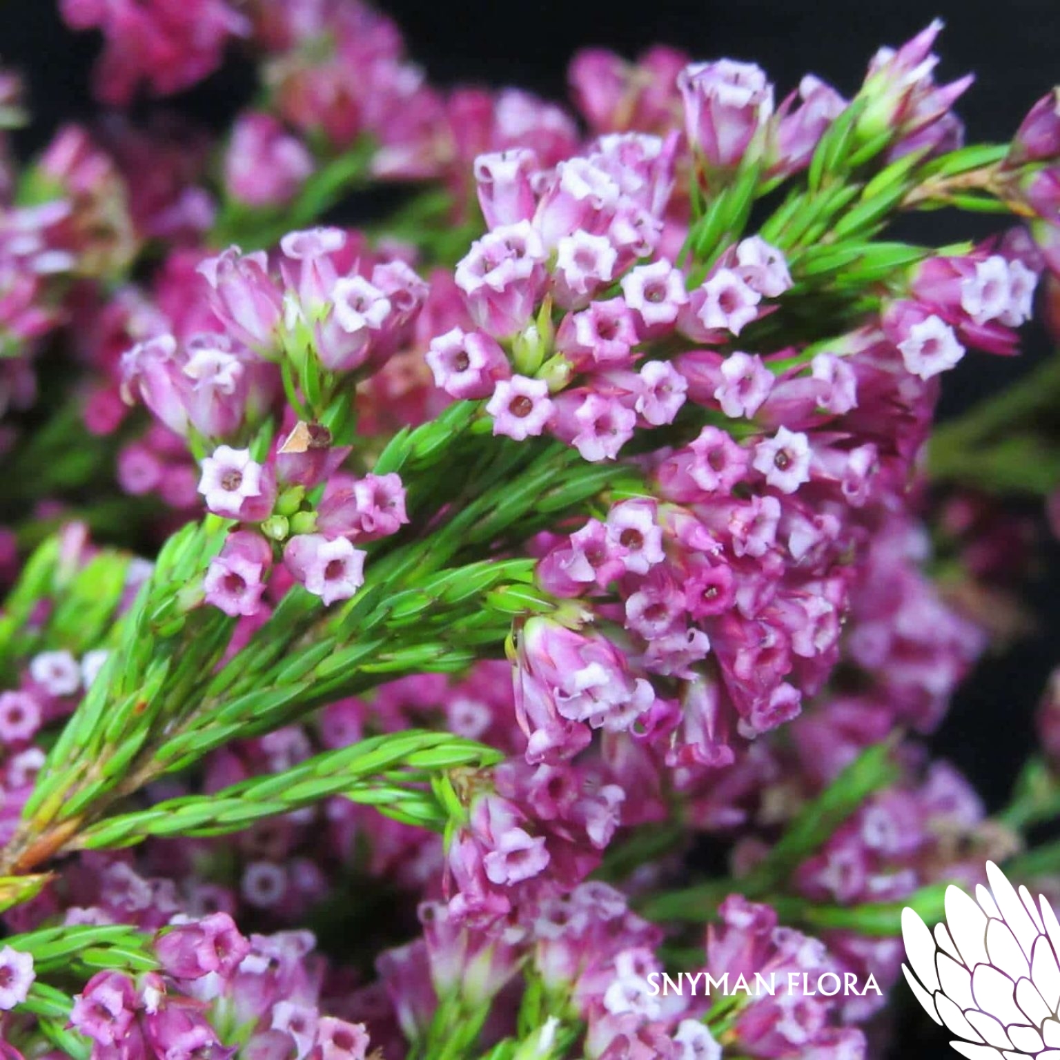 EricaBorbonifolia2