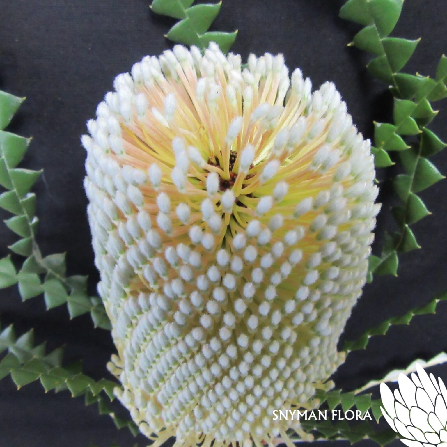 B. Speciosa – Website Images-8