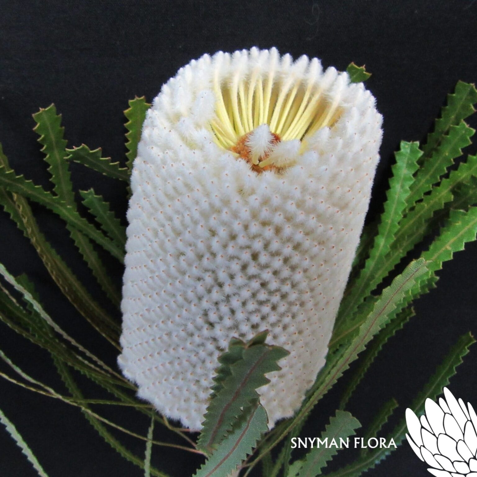 B.Hookeriana G – Website Images-8