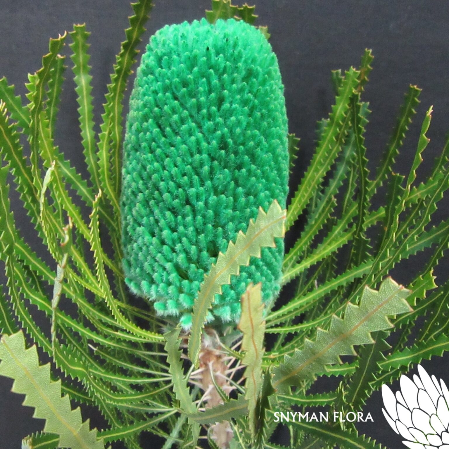 Banksia Hookeriana Dyed