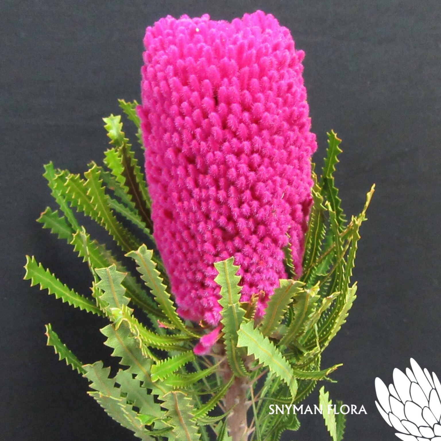 Banksia Hookeriana Dyed