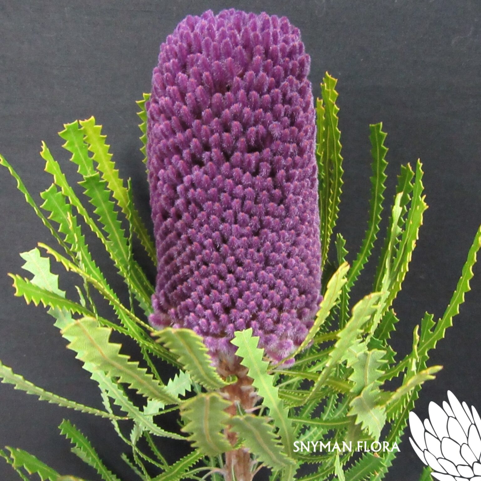 Banksia Hookeriana Dyed