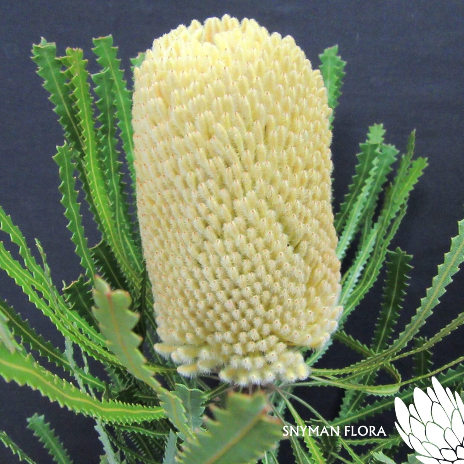 Banksia Hookeriana Dyed