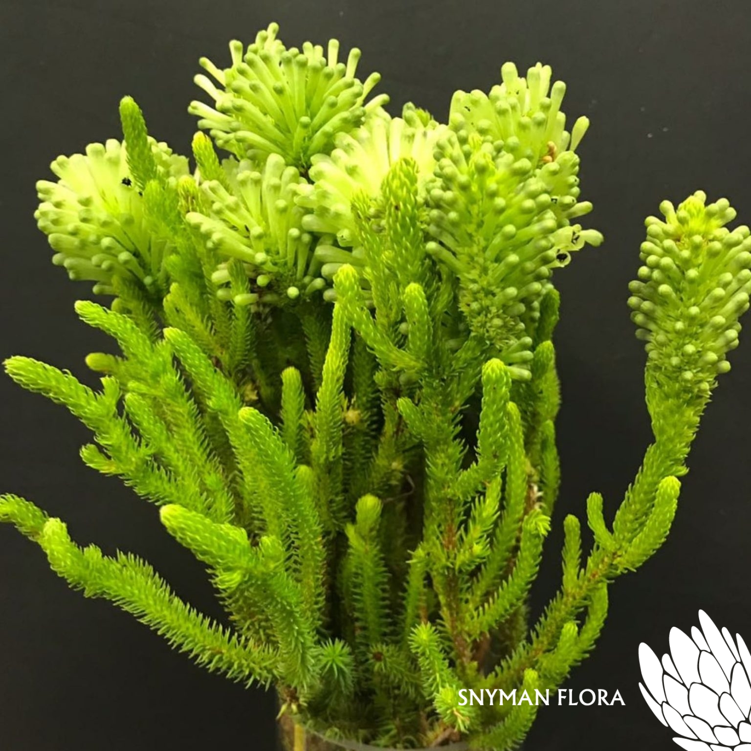 Erica Sessiliflora