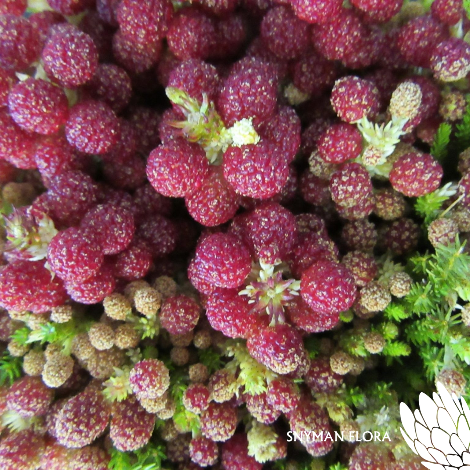 Strawberry Berzelia 2