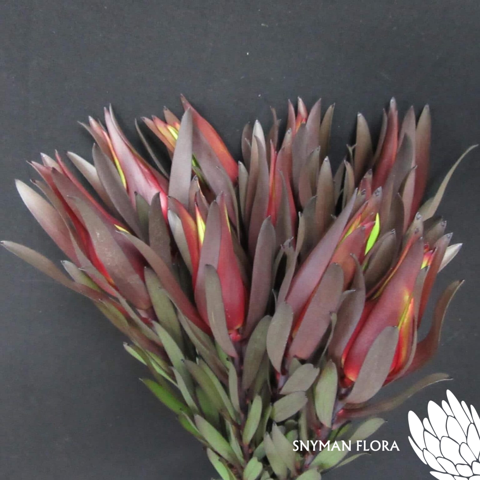 Leucadendron Fire Flash