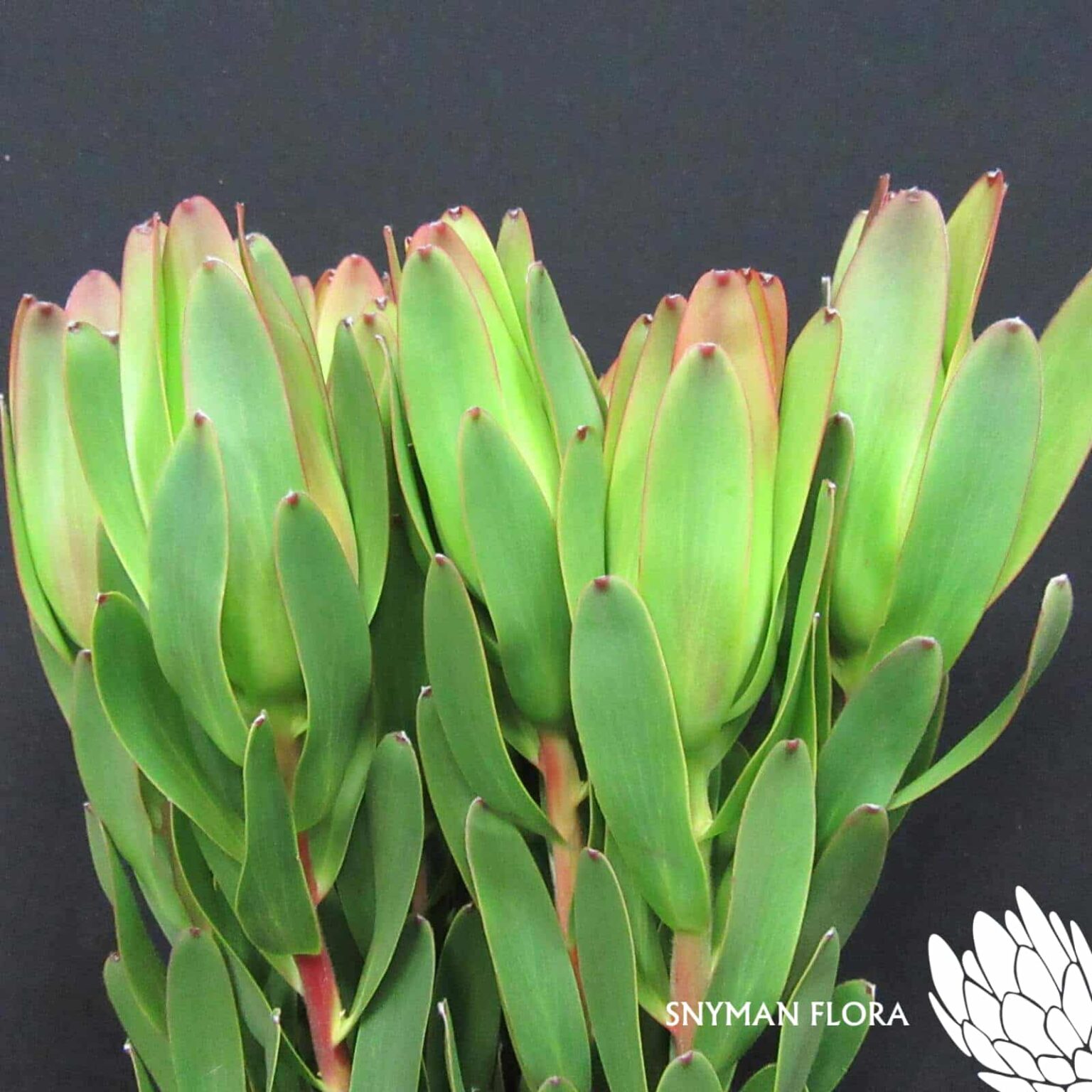 Leucadendron Laurel Yellow
