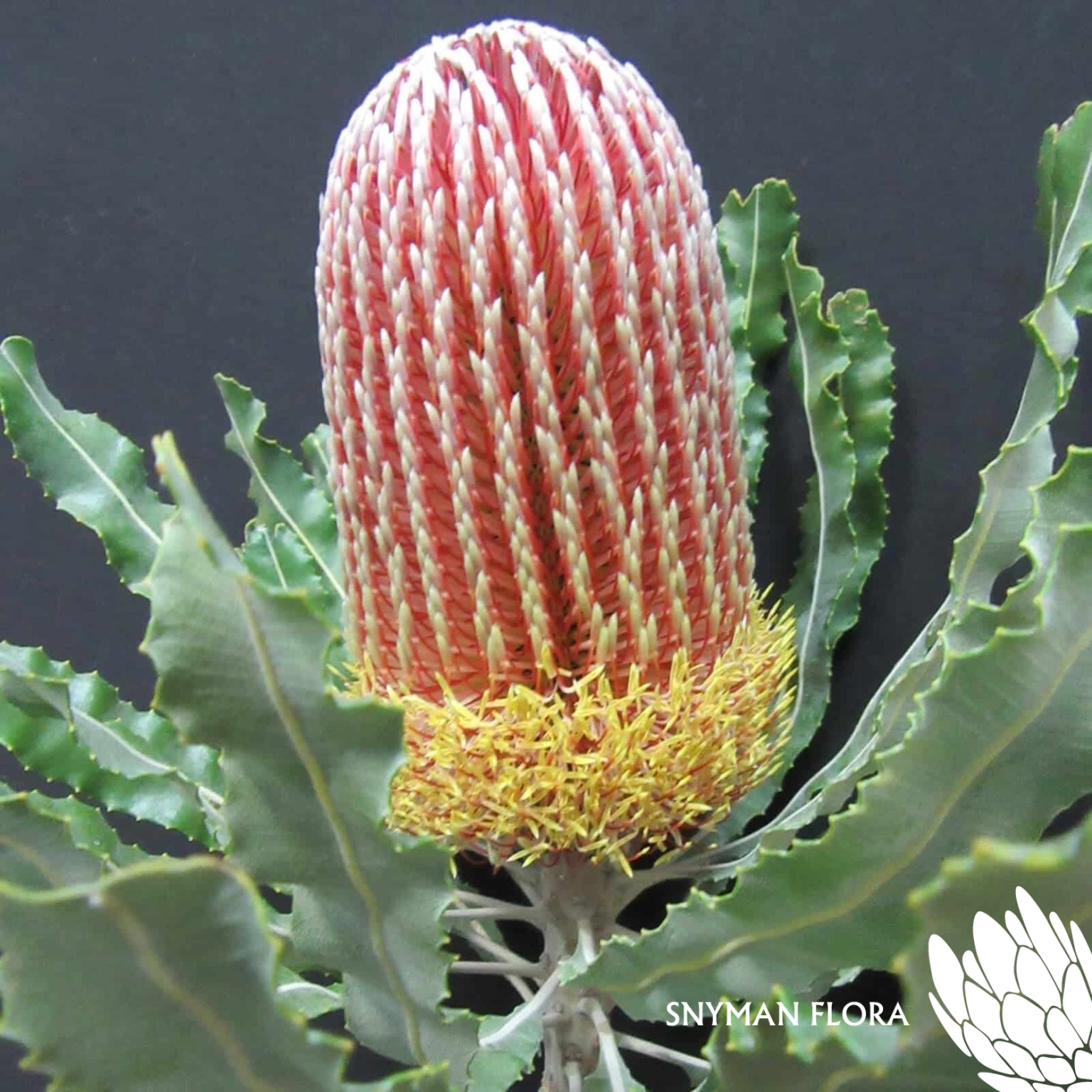 Banksia Menziesii