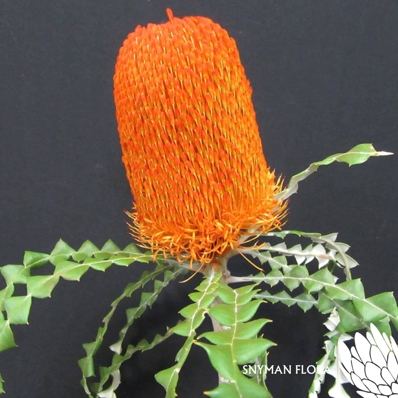 Banksia Speciosa Dyed