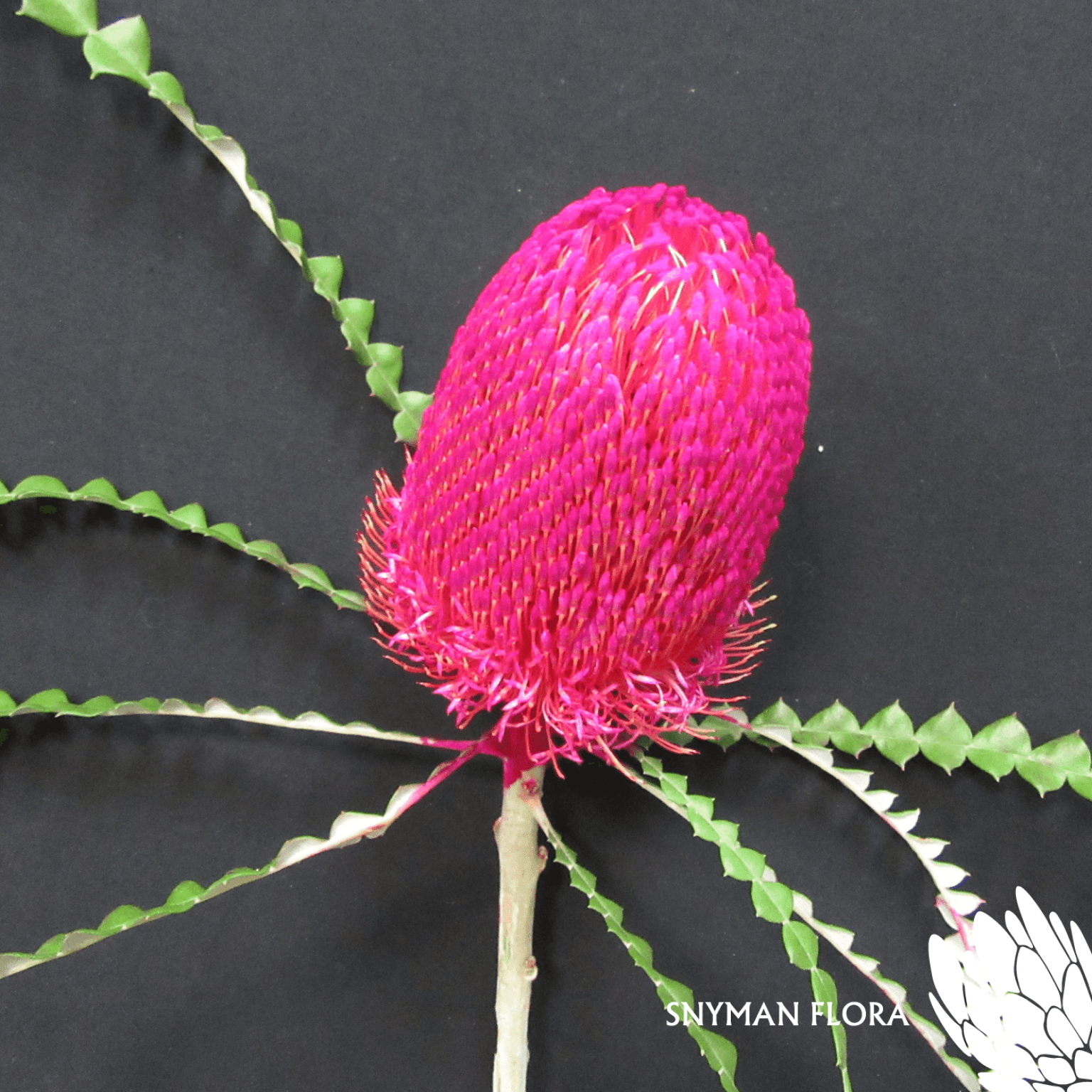 Banksia Speciosa Dyed