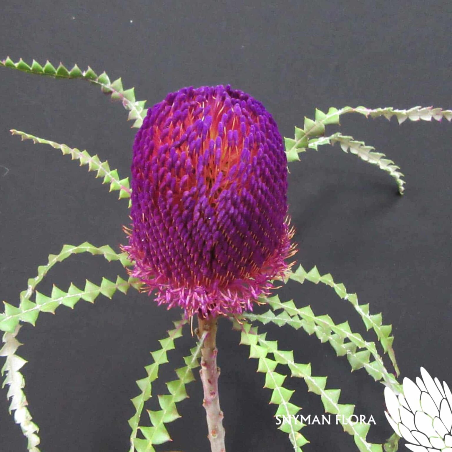 Banksia Speciosa Dyed
