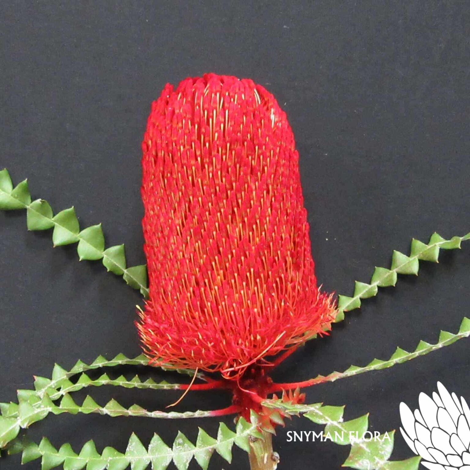 Banksia Speciosa Dyed