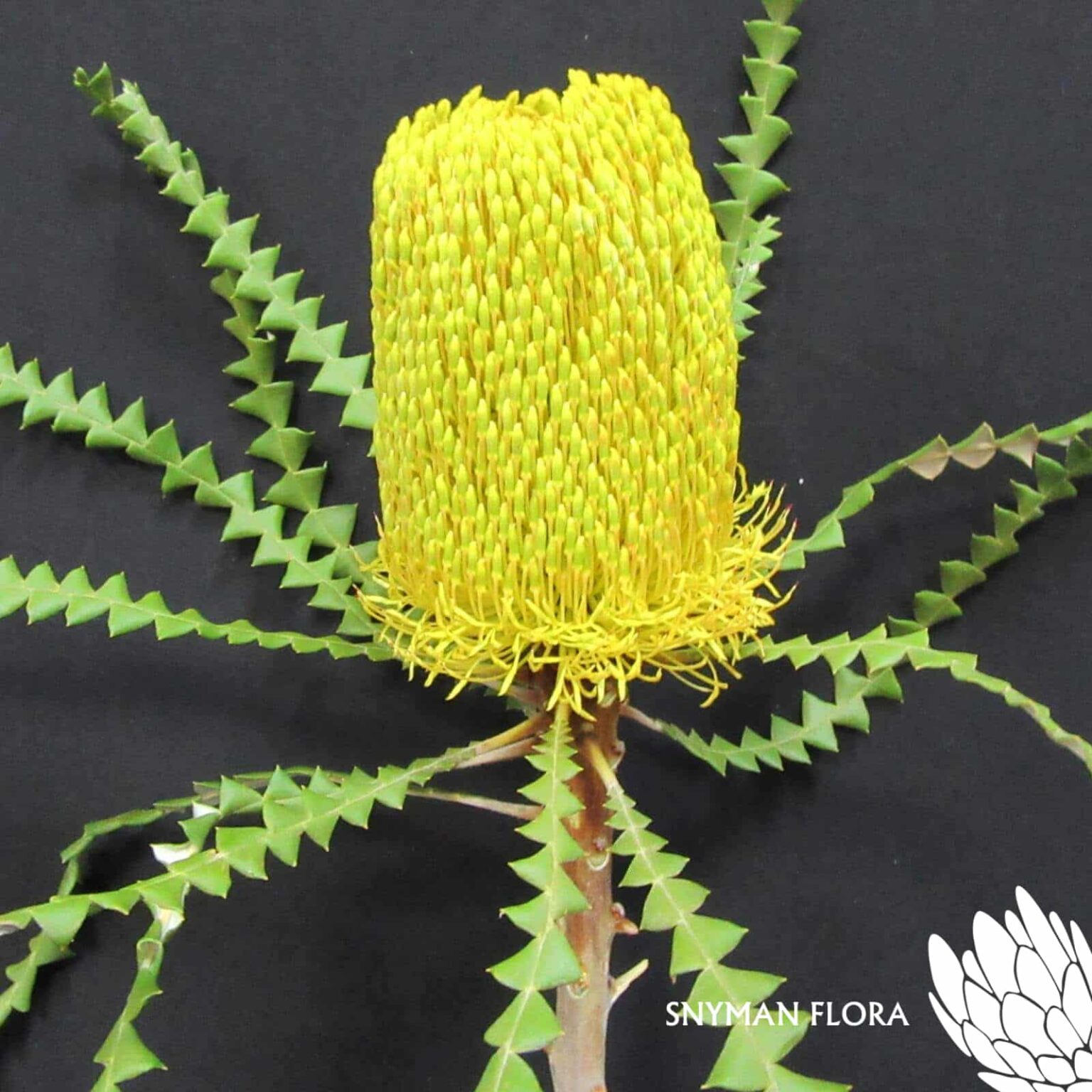 Banksia Speciosa Dyed