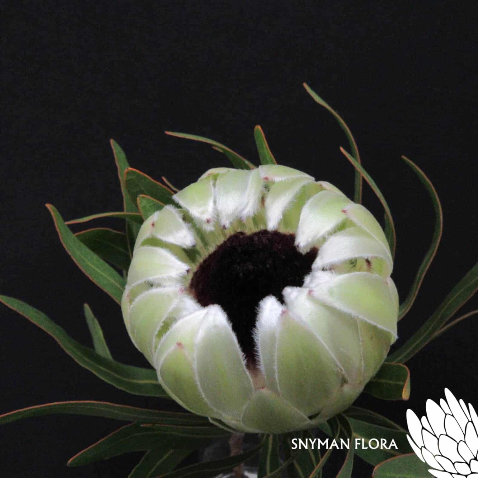 Protea White Pride