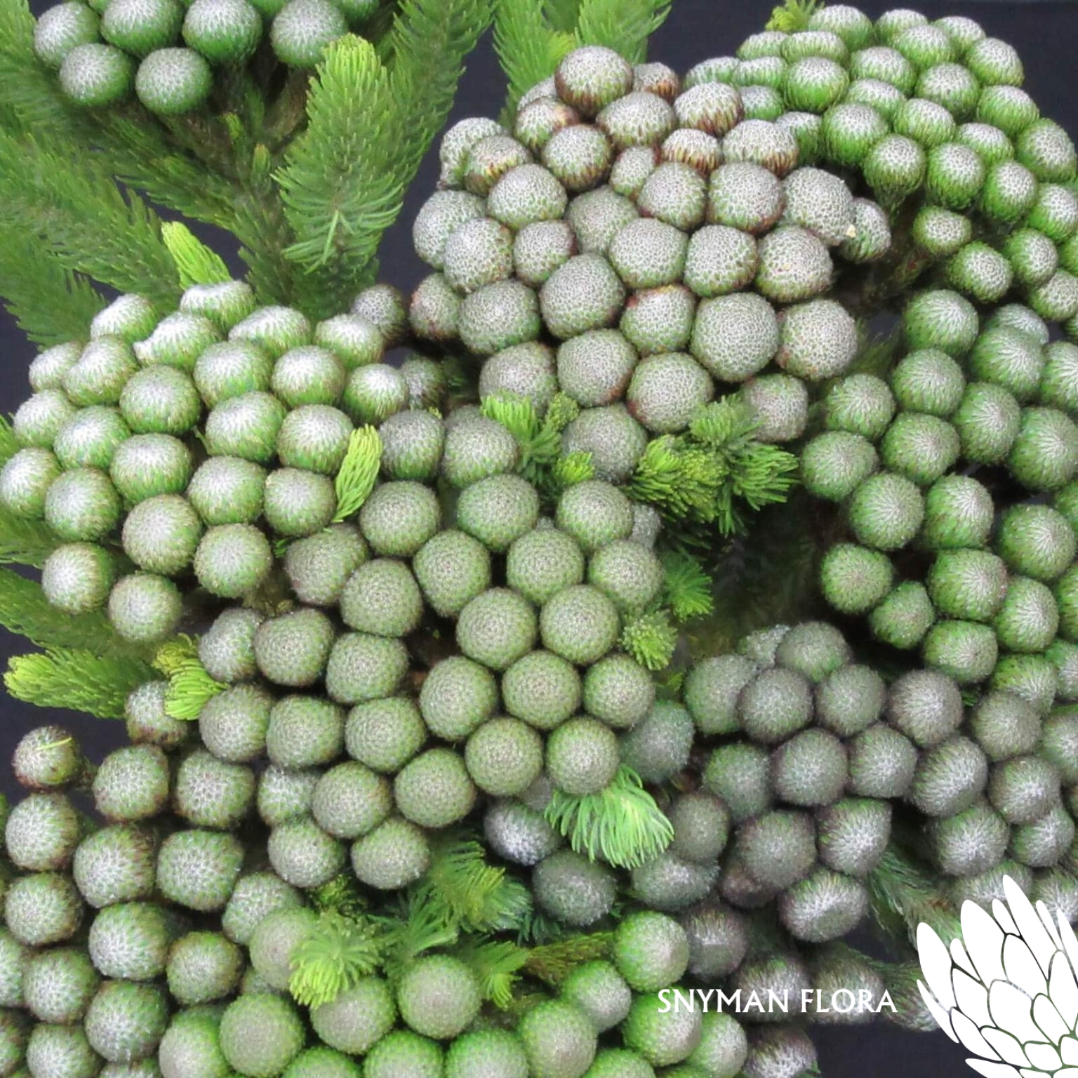 Brunia Albiflora