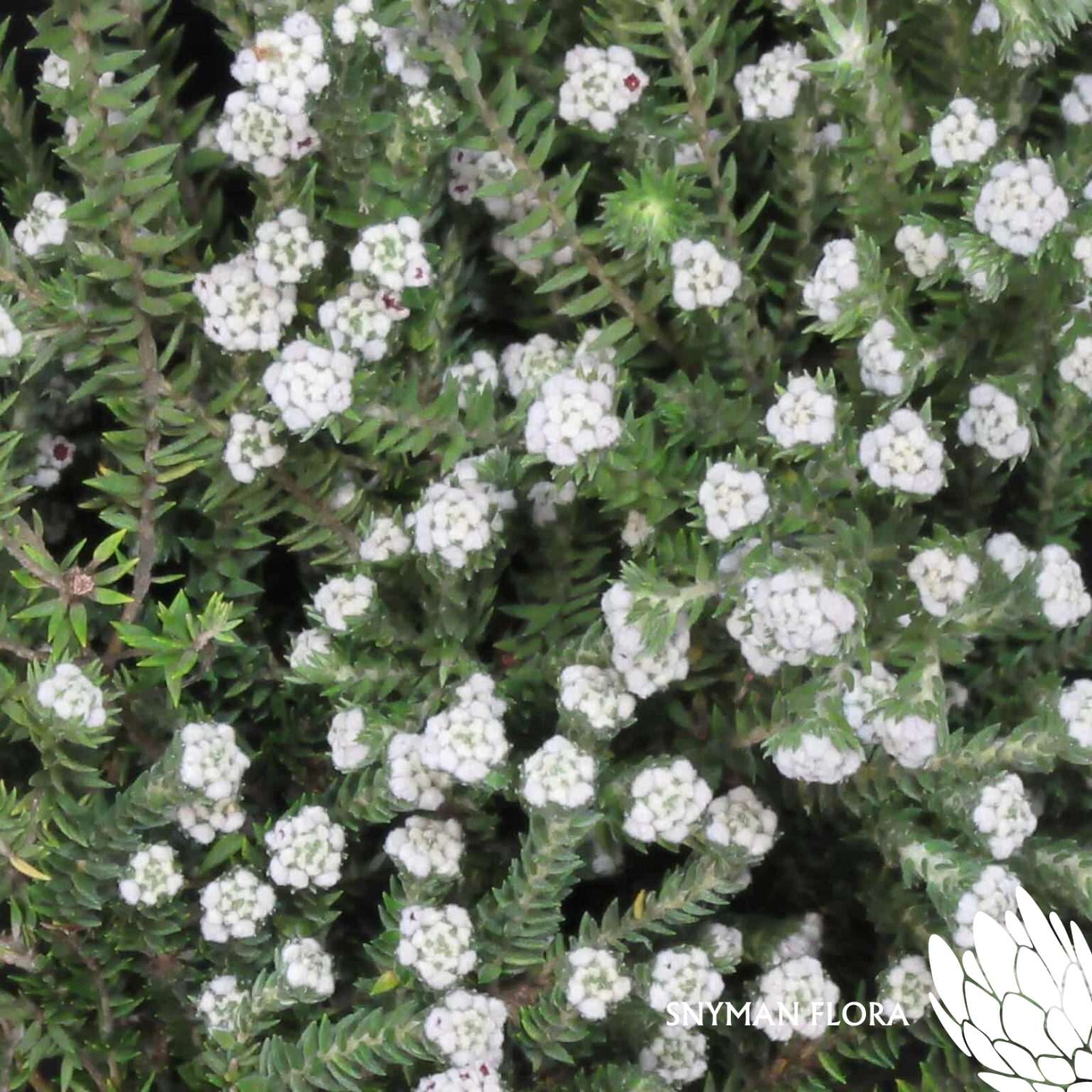 Cotton Bush