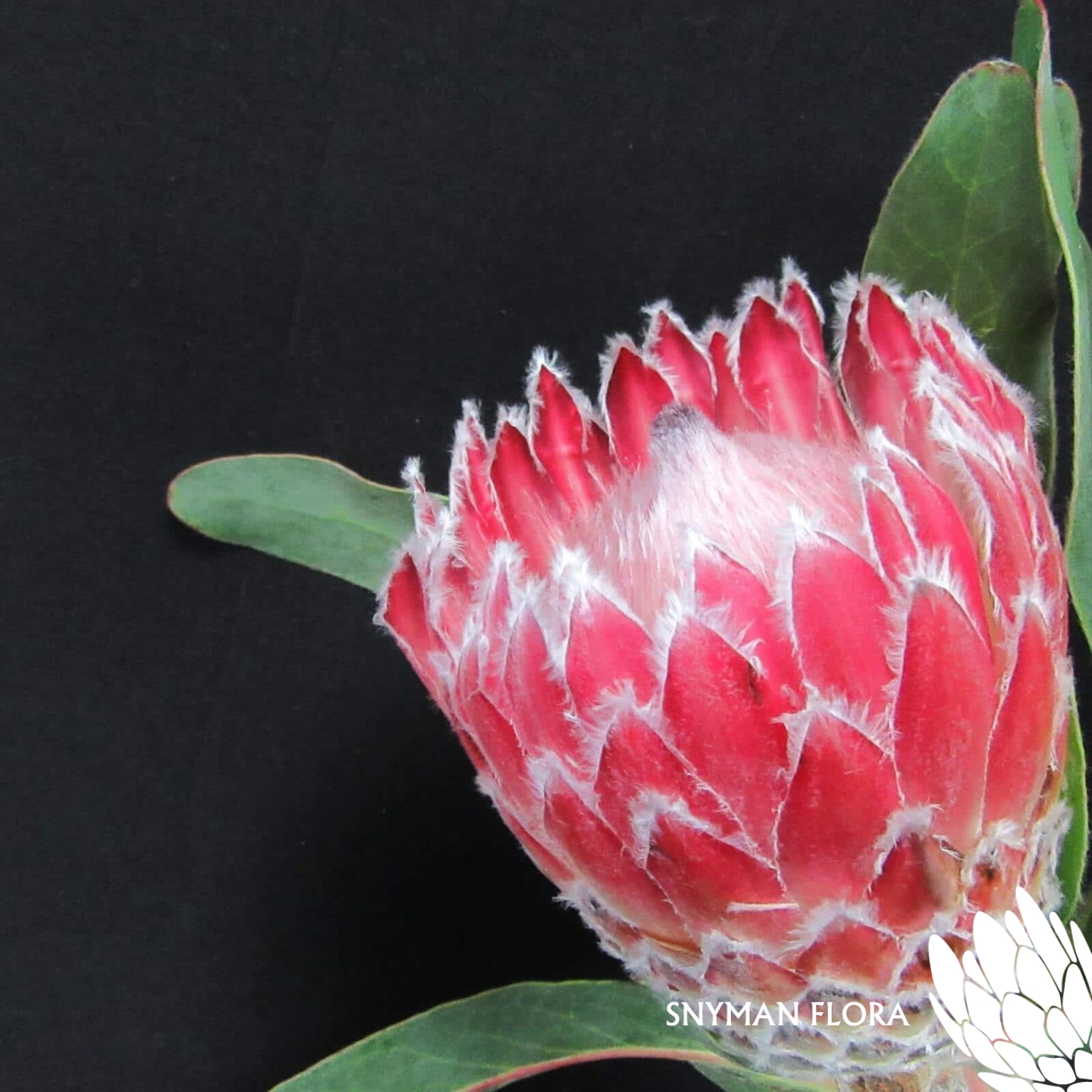 Protea Julia