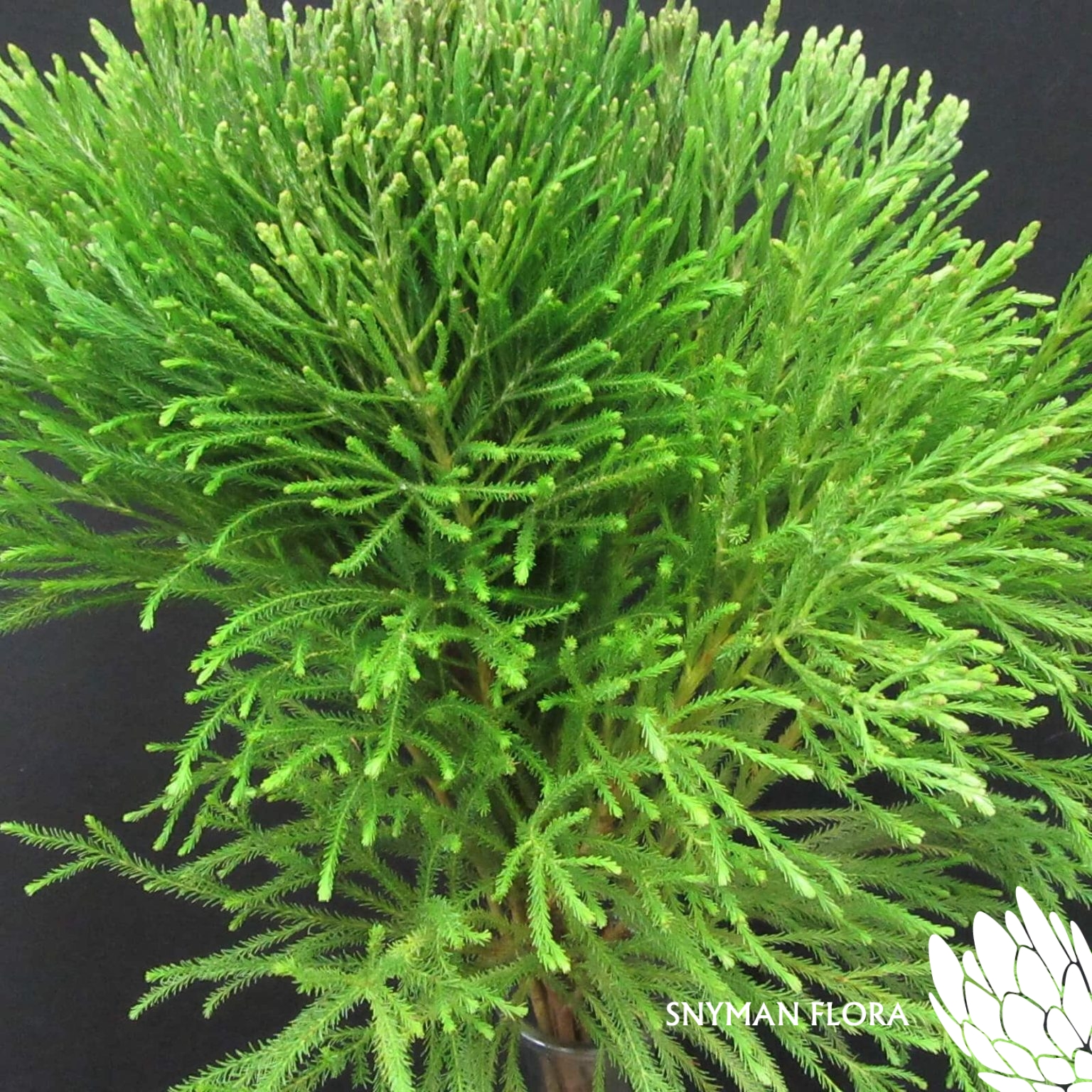 Berzelia Lanuginosa Young