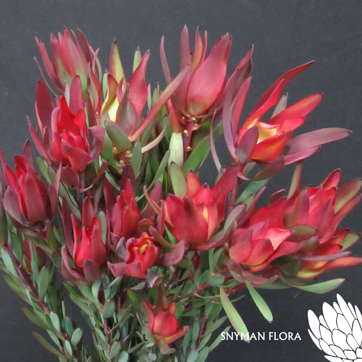Leucadendron Blush Spray