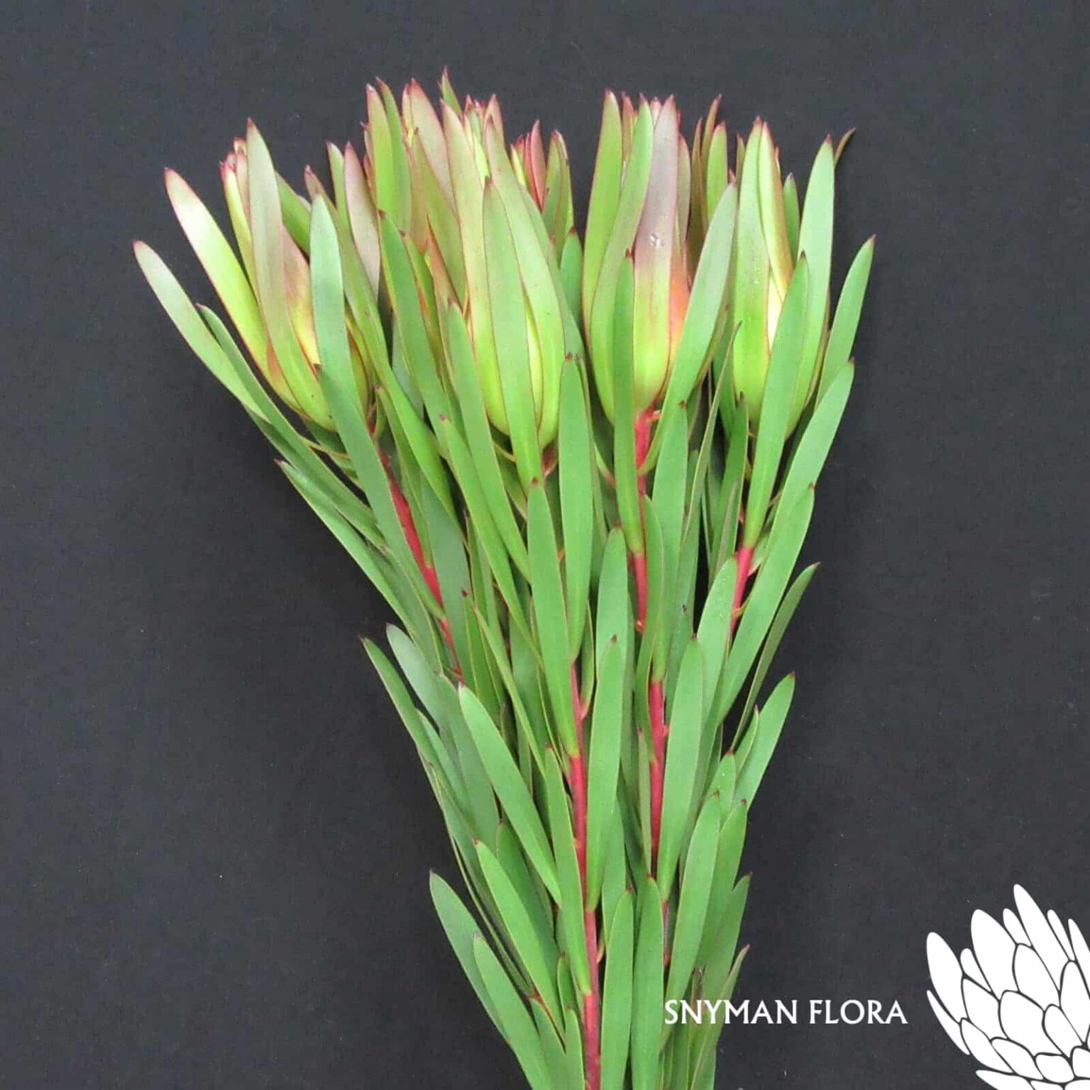 Leucadendron Inca Gold