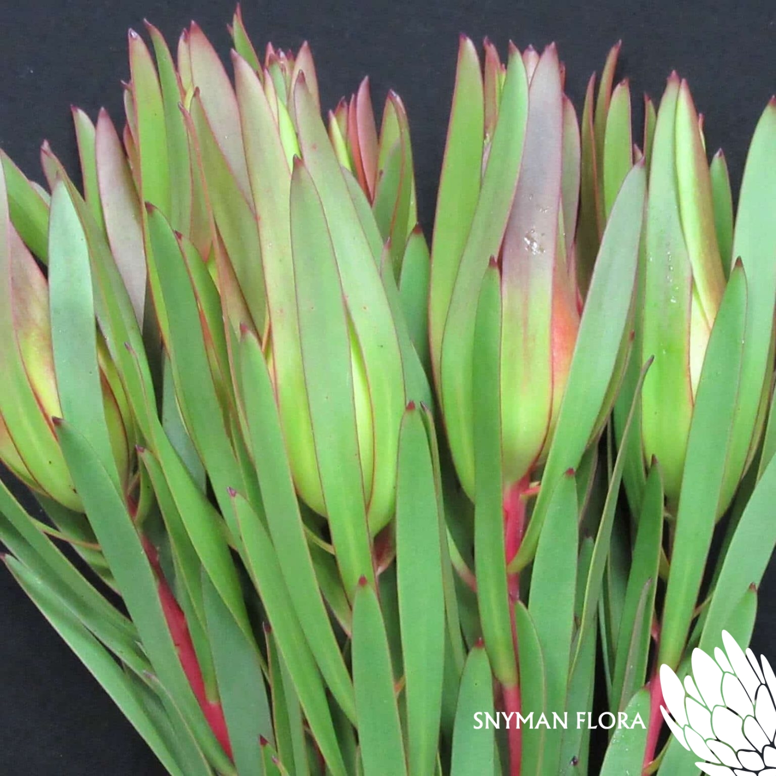 Leucadendron Inca Gold
