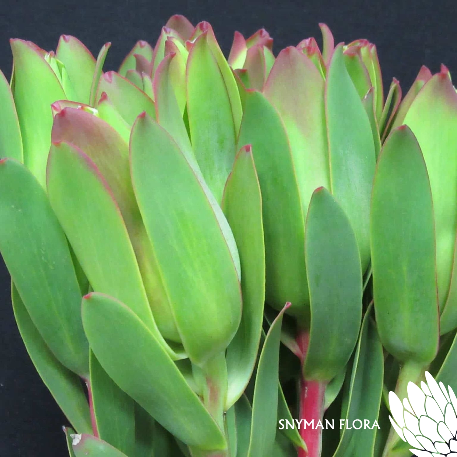 Leucadendron Mountain Rose
