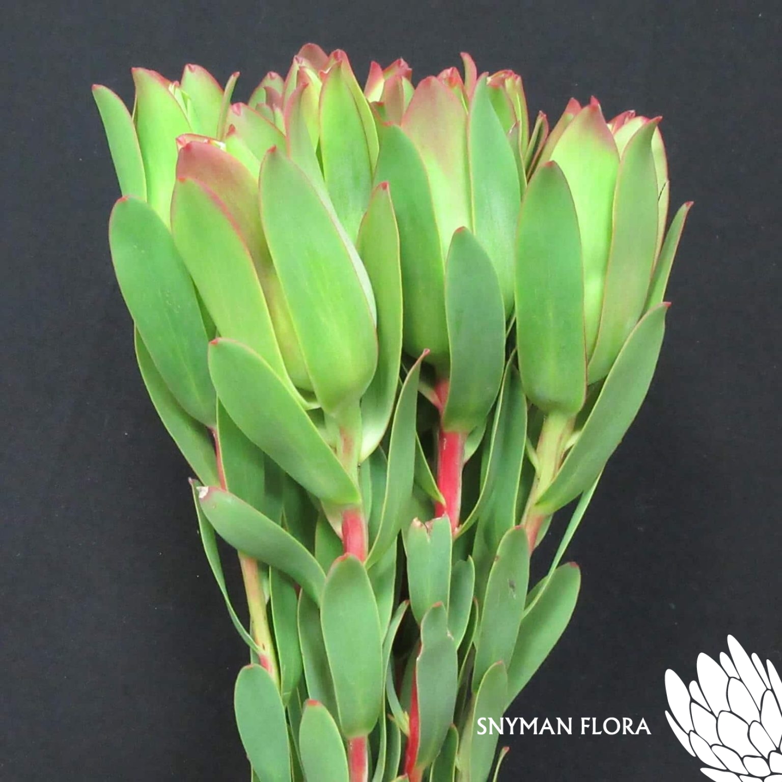 Leucadendron Mountain Rose