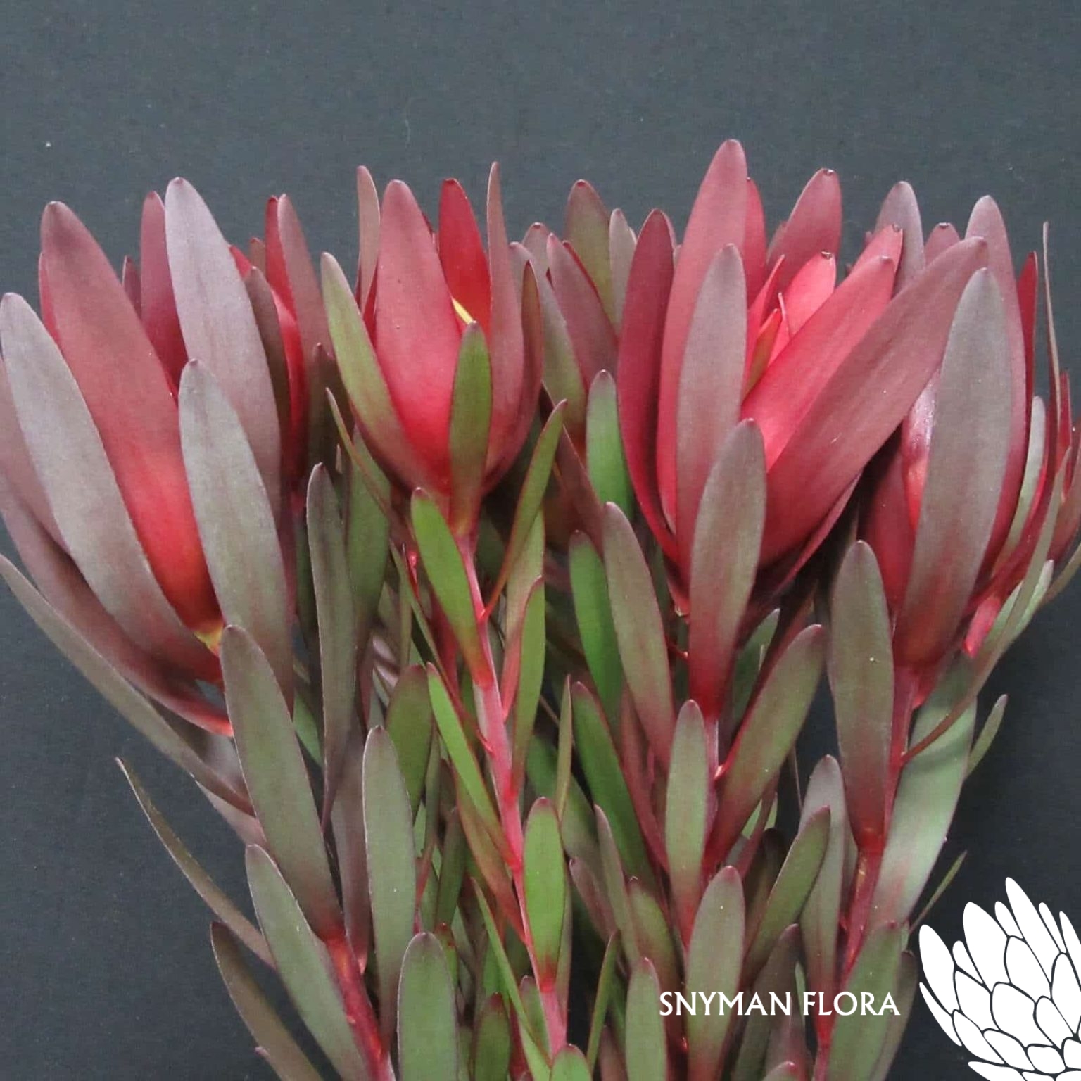 Leucadendron Red Gem