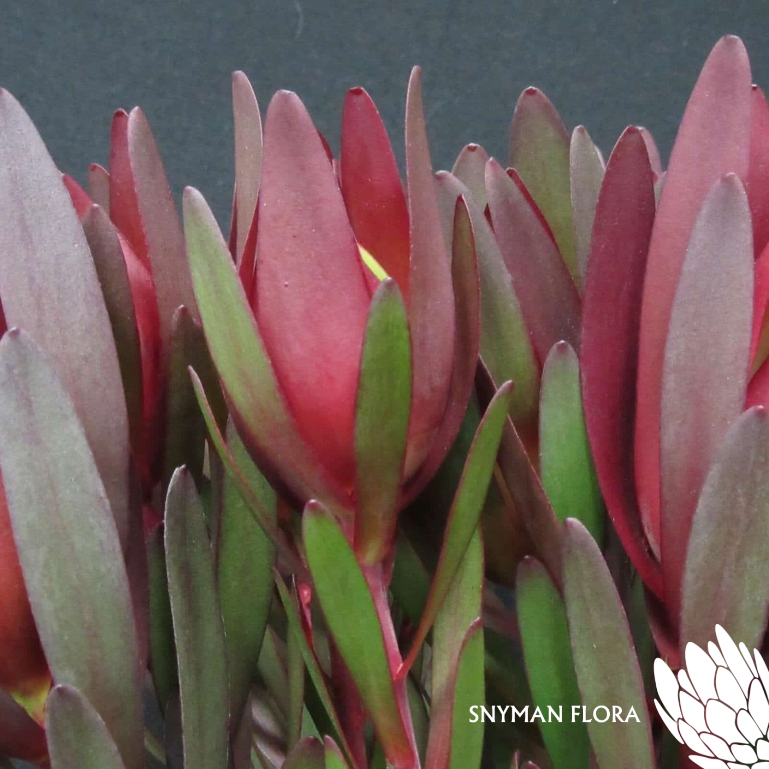 Leucadendron Red Gem