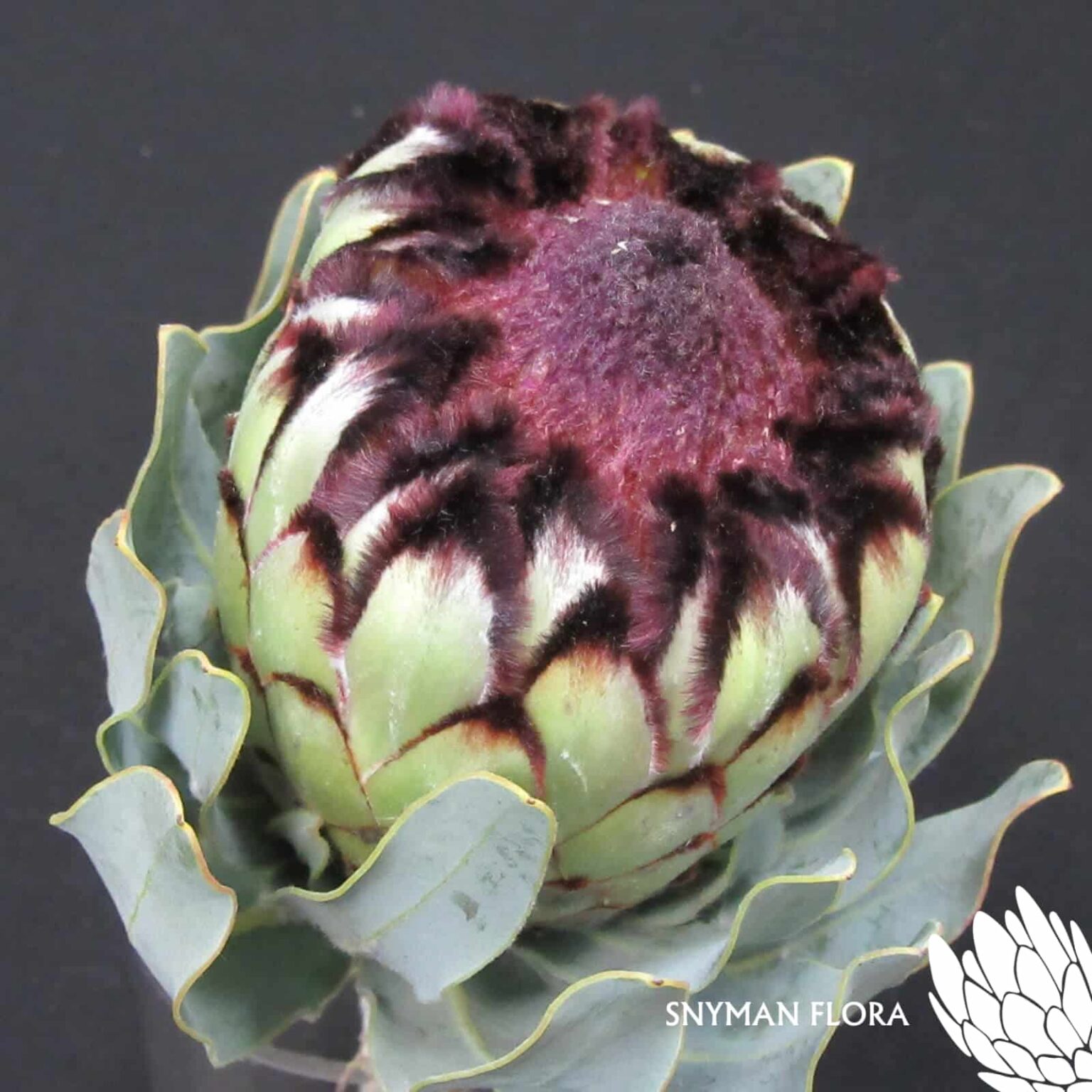 Protea Niobe