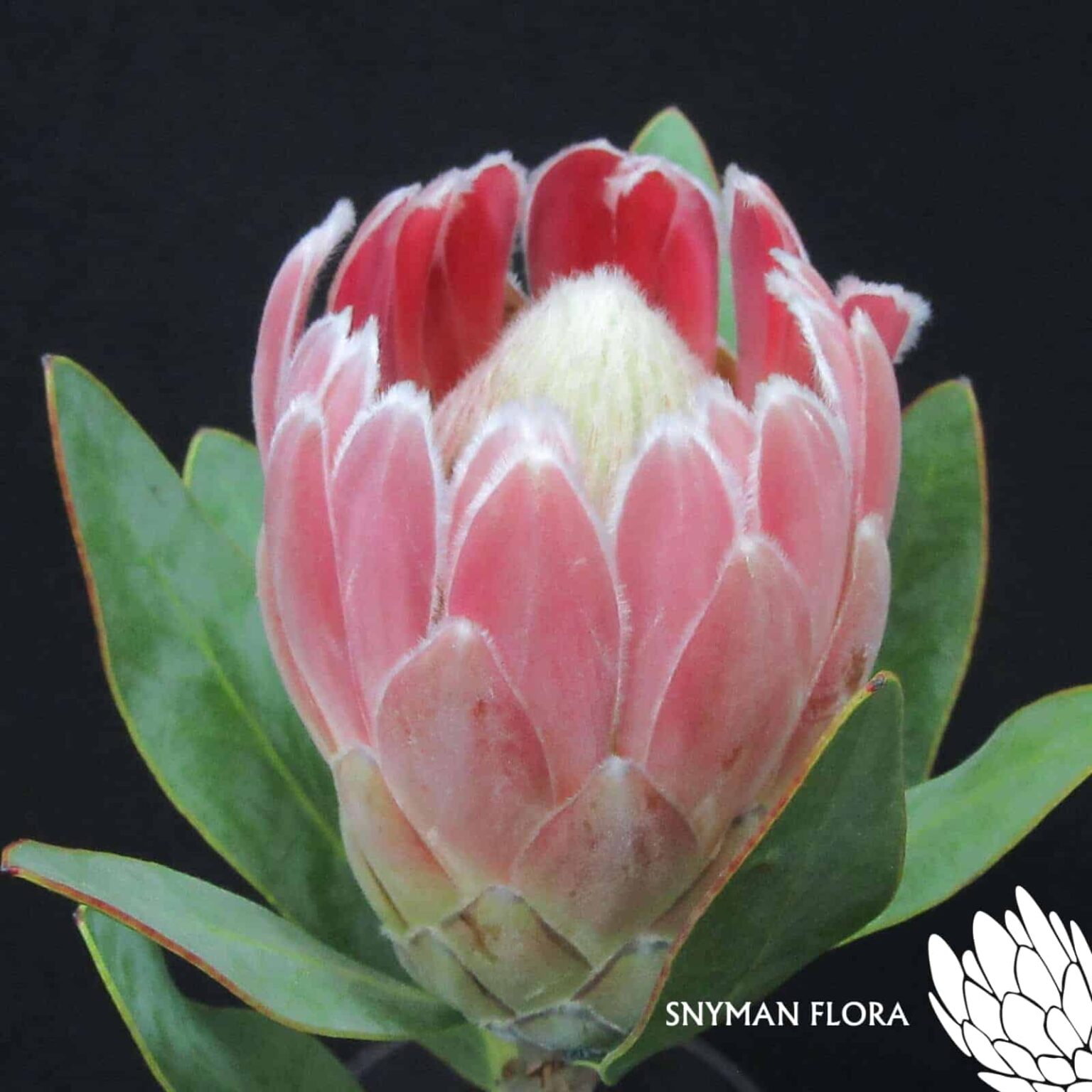 Protea Penny Pink