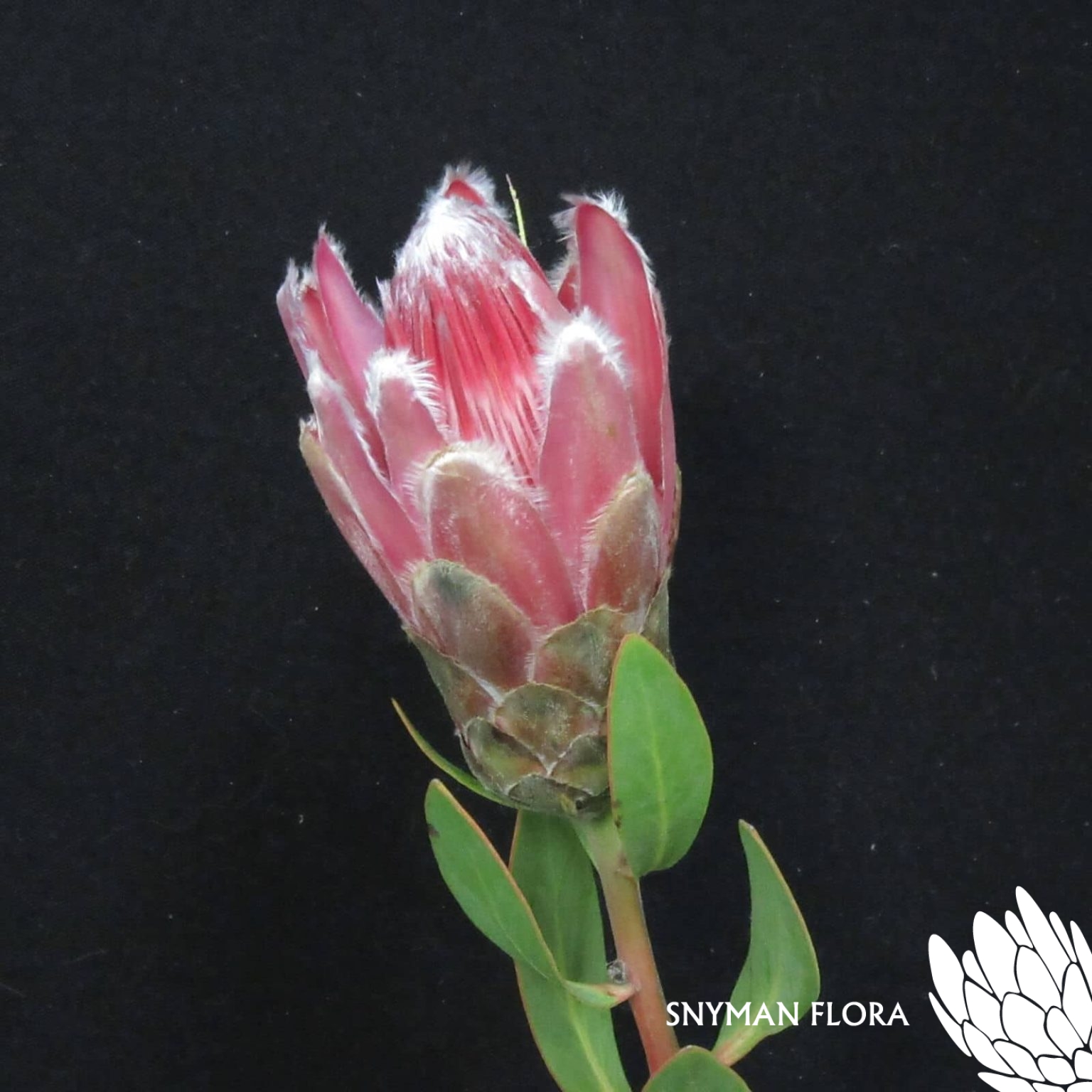 Protea Ivy