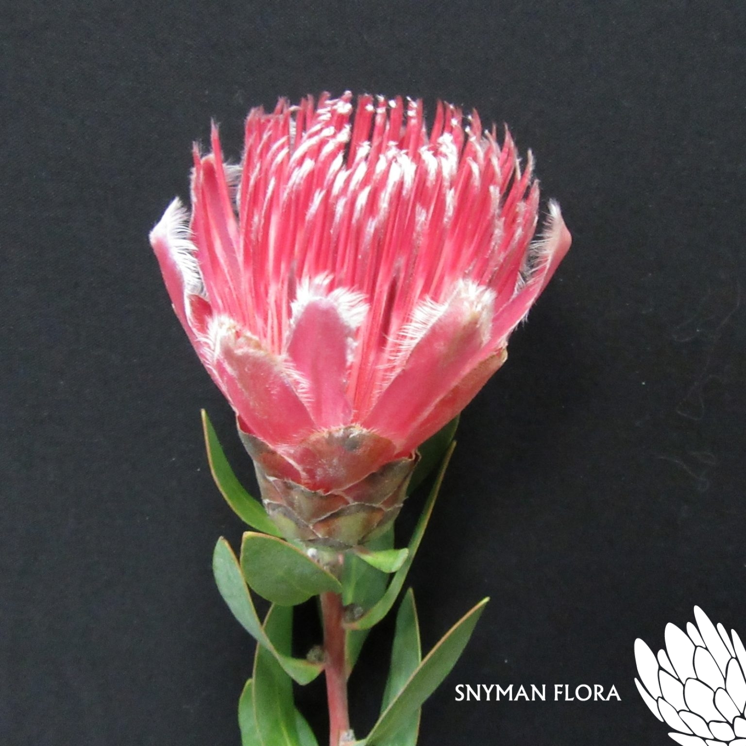 Protea Ivy