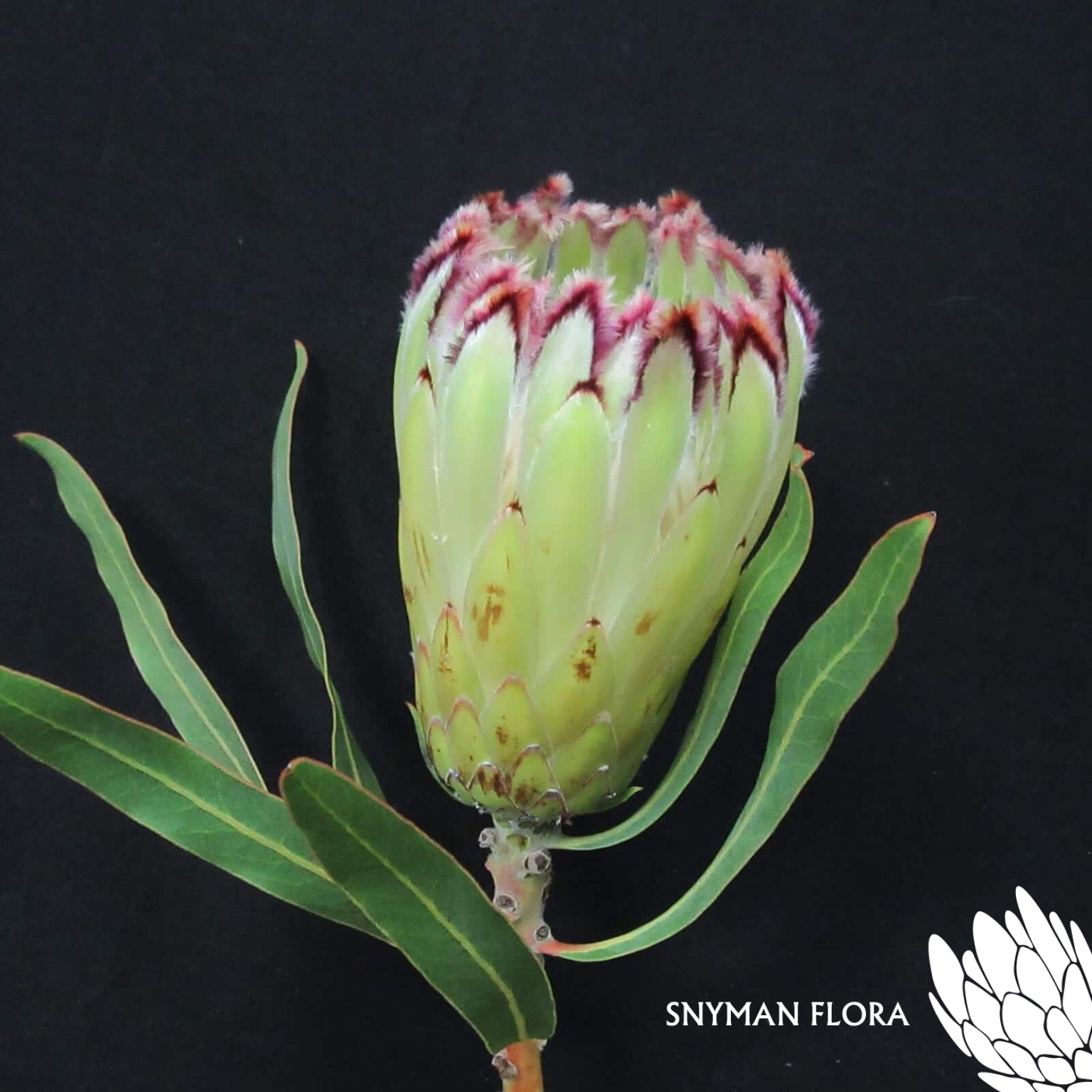 Protea Limelight