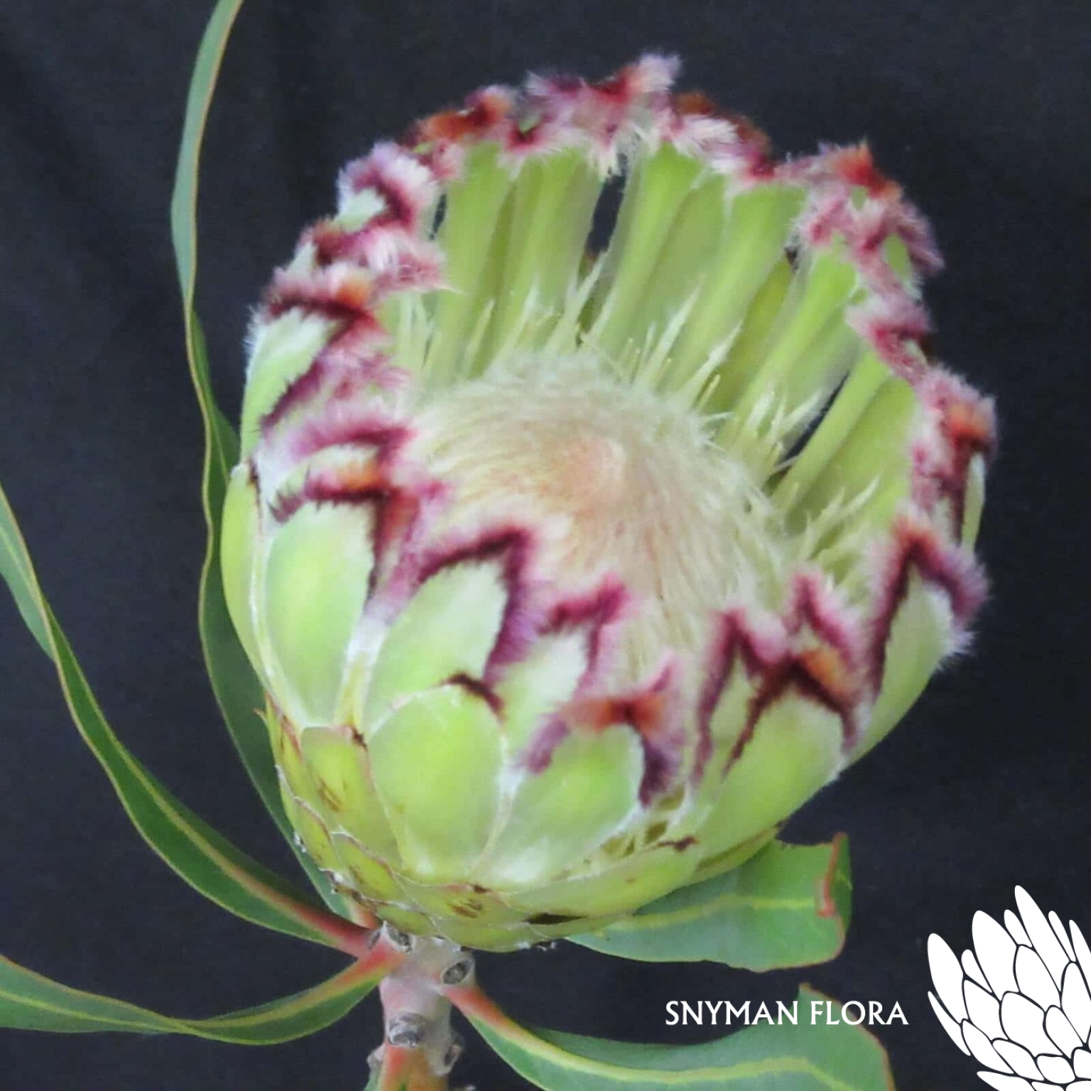 Protea Limelight