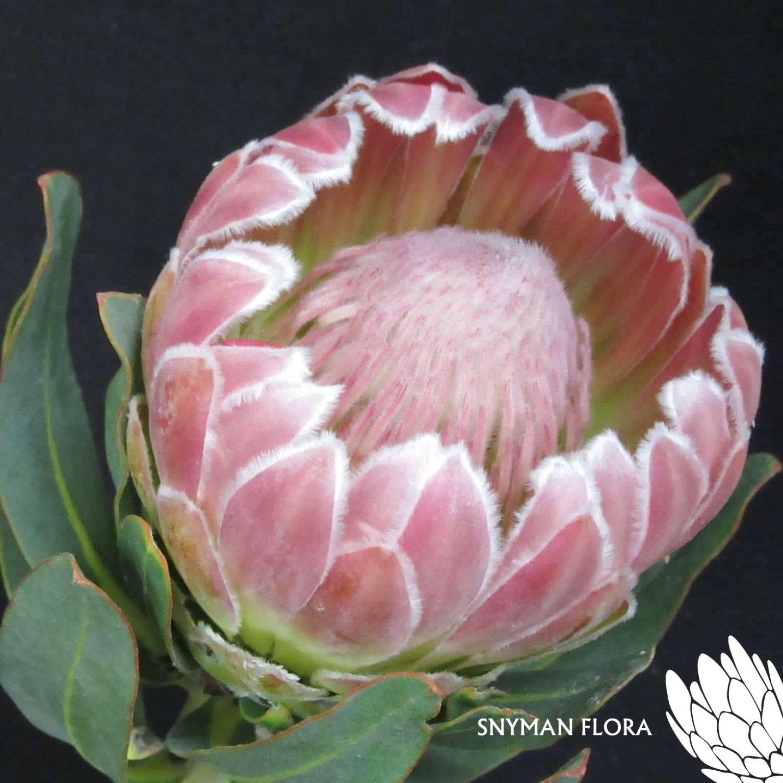 Protea Mothers Day