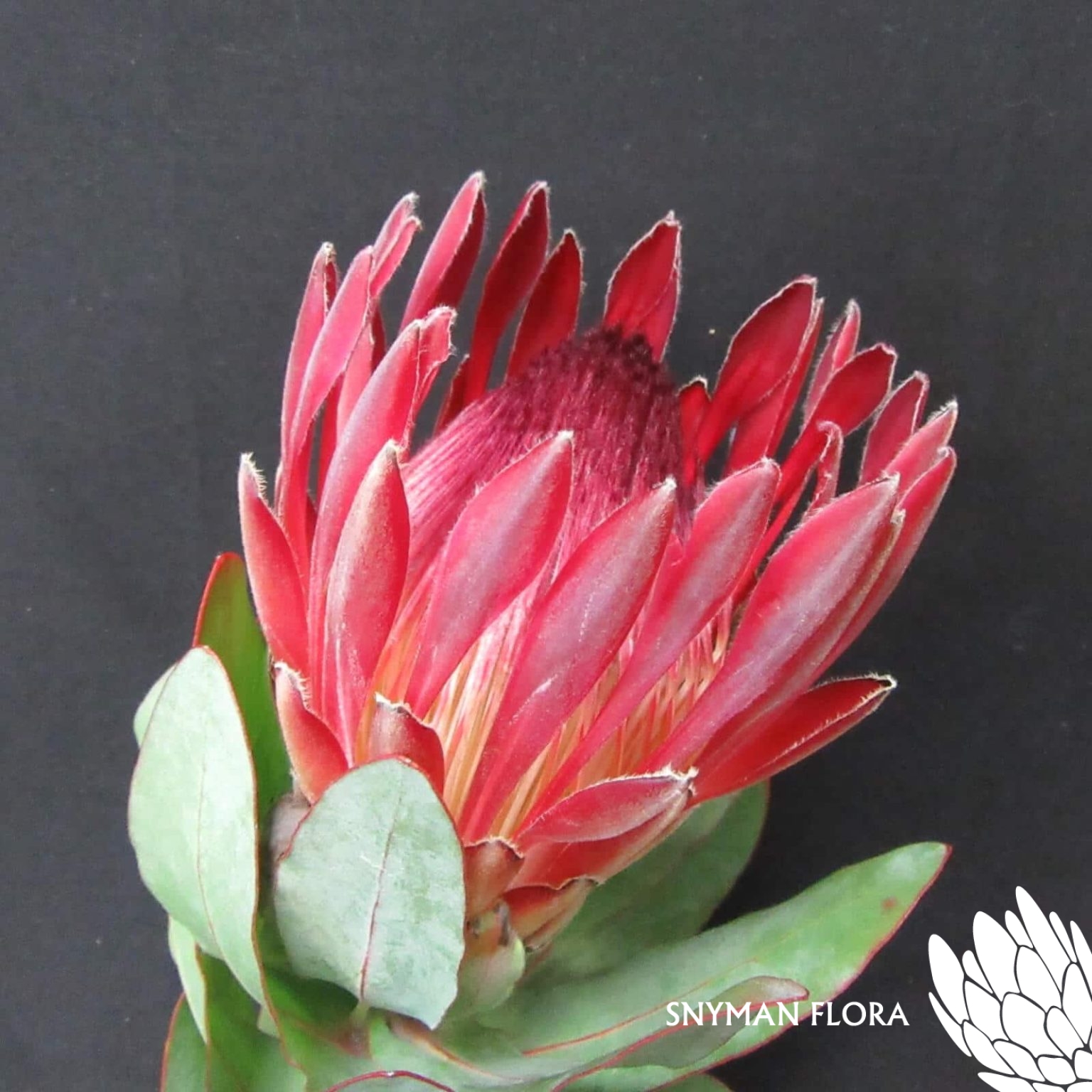 Protea Sharonet