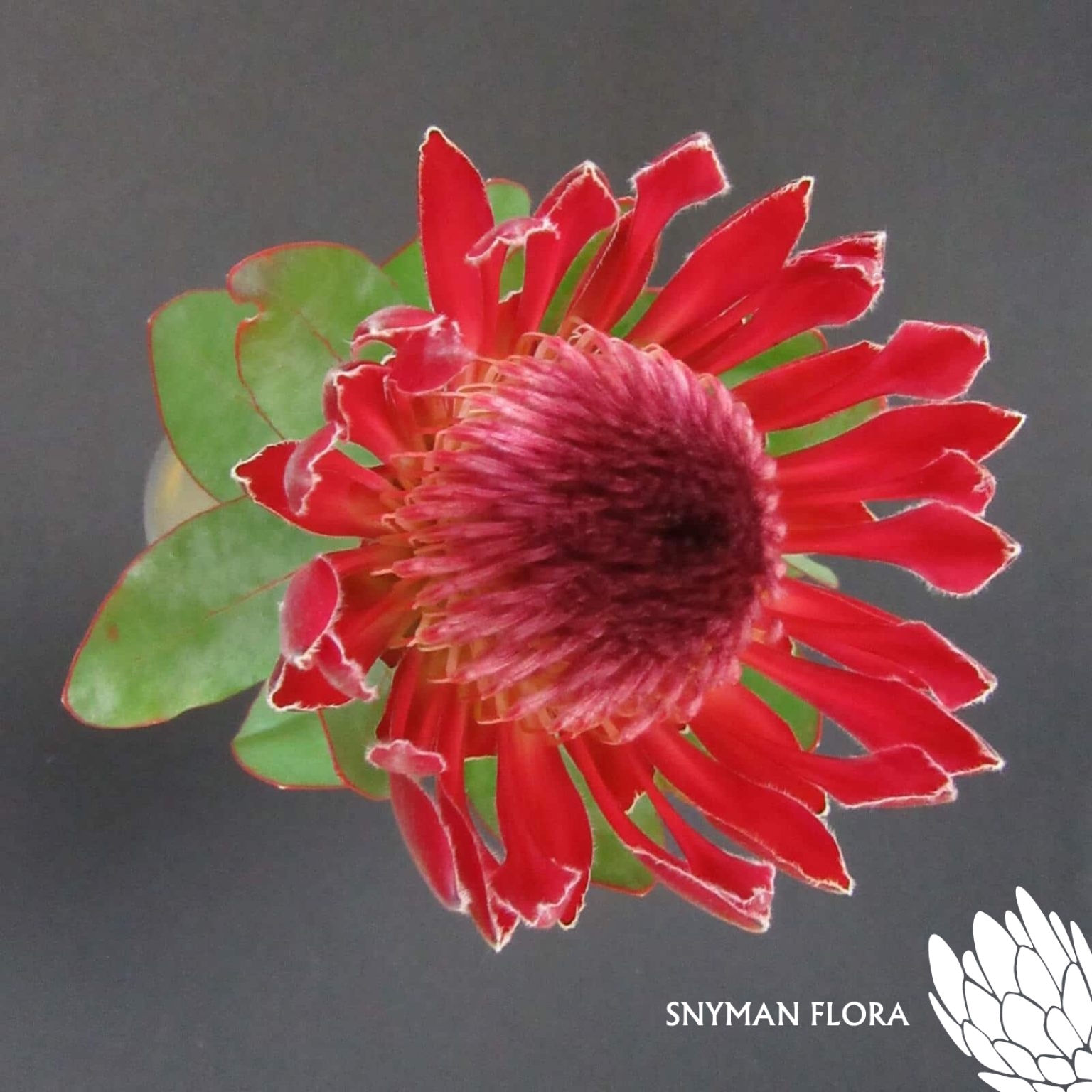 Protea Sharonet