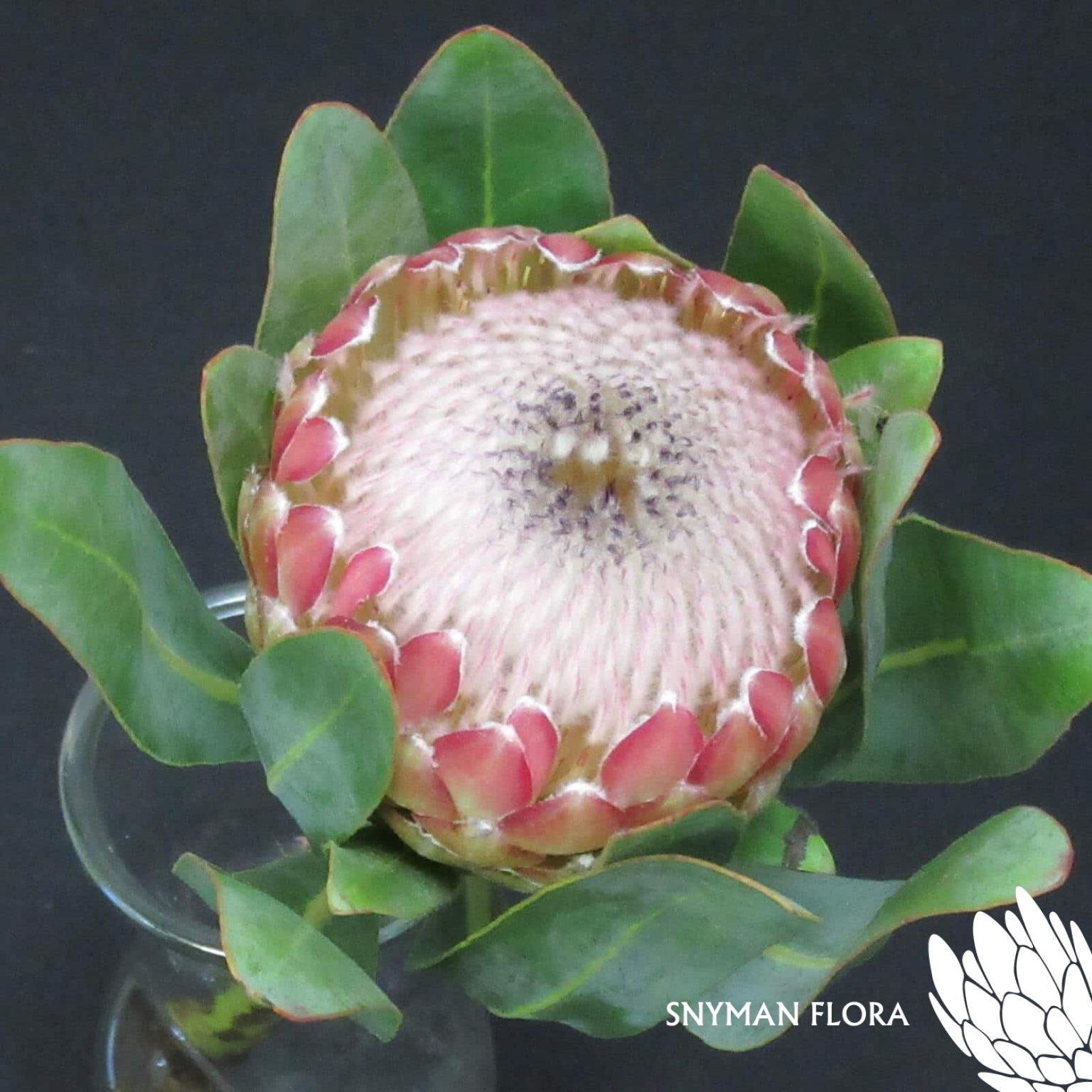 Protea Susara