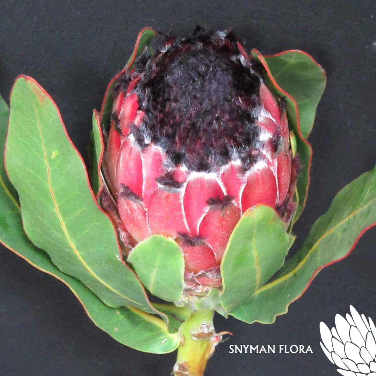 Protea Barbigera