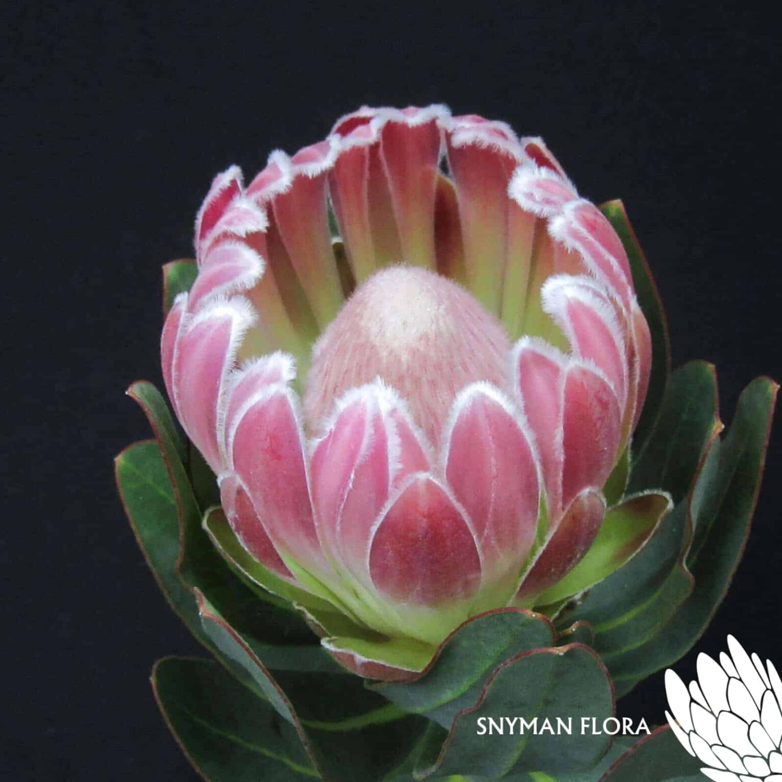 Protea Carnival Too