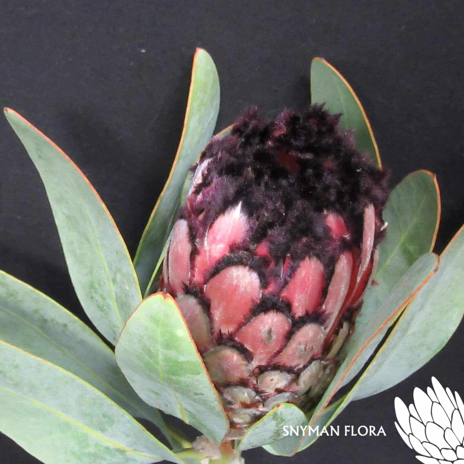 Protea Didi 2